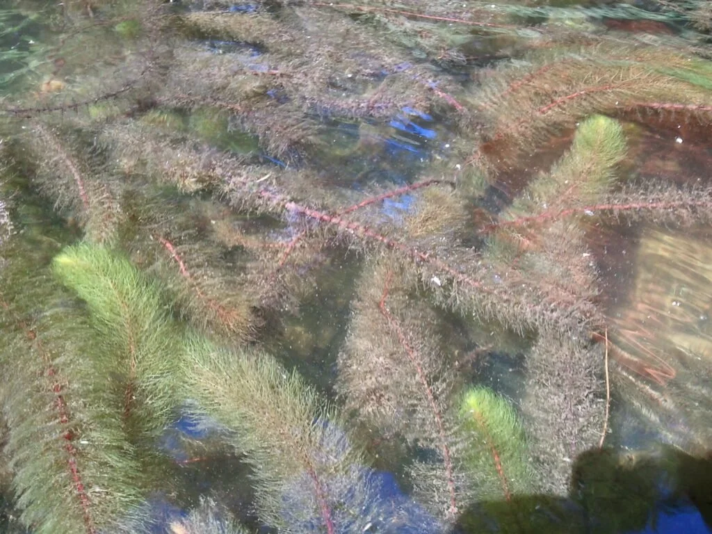 A mass of aquatic stems with think reddish stems and green feathery leaves, growing in a bottle brush shape