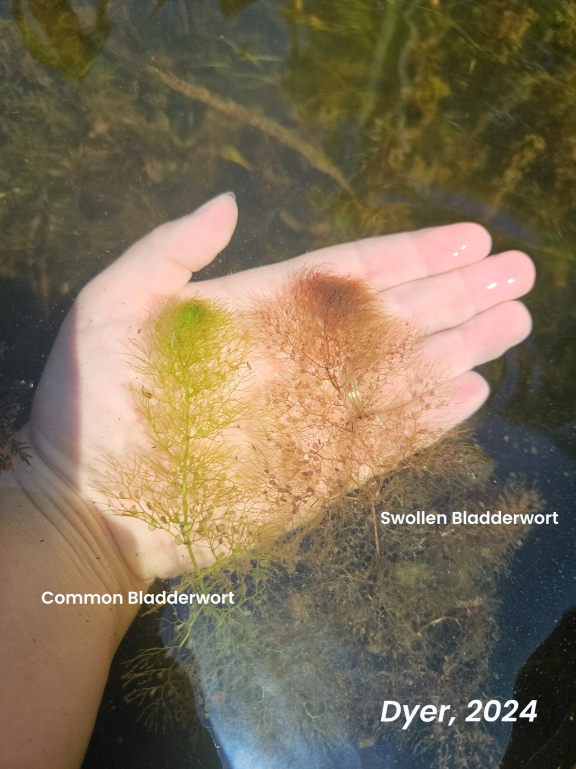 A hand holding two plants, one green the other reddish, with text next to the green plant "Common Bladderwort" and the reddish plant "Swollen Bladderwort." Additional text "Dyer, 2024)