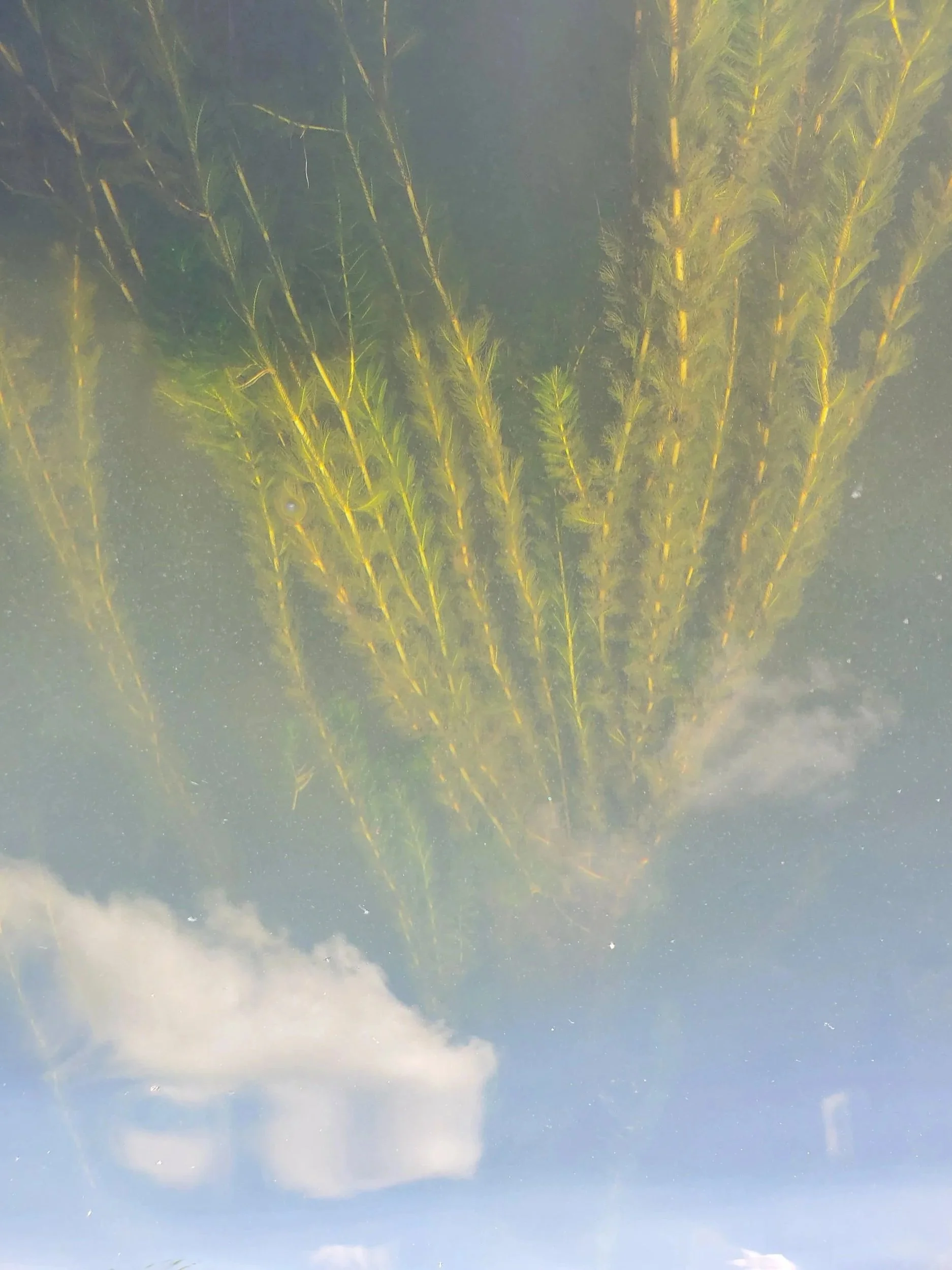 An underwater plant grows in long stalks, with feathery looking leaves dispersed in medium wide intervals along the stem