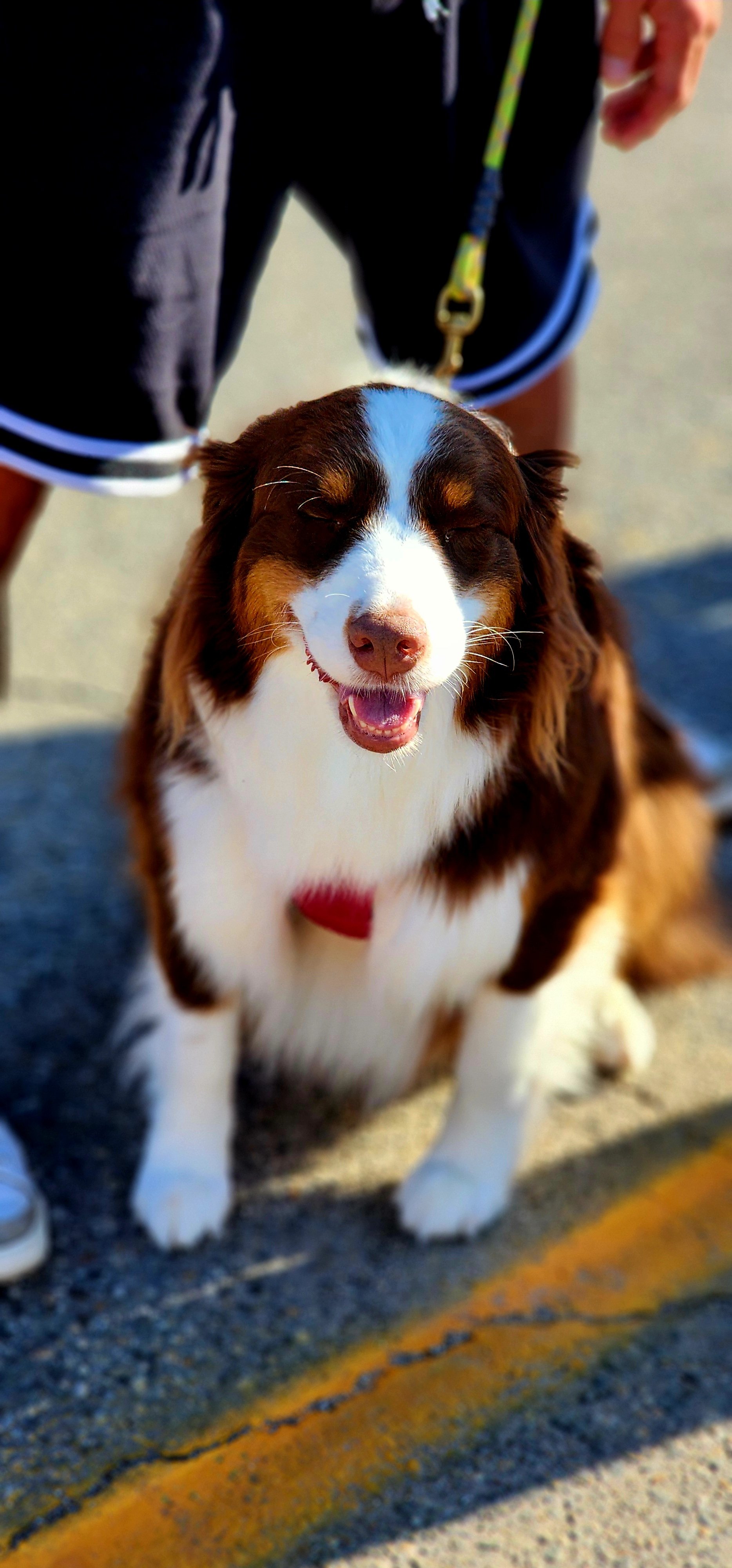 A dog smiling at the camera