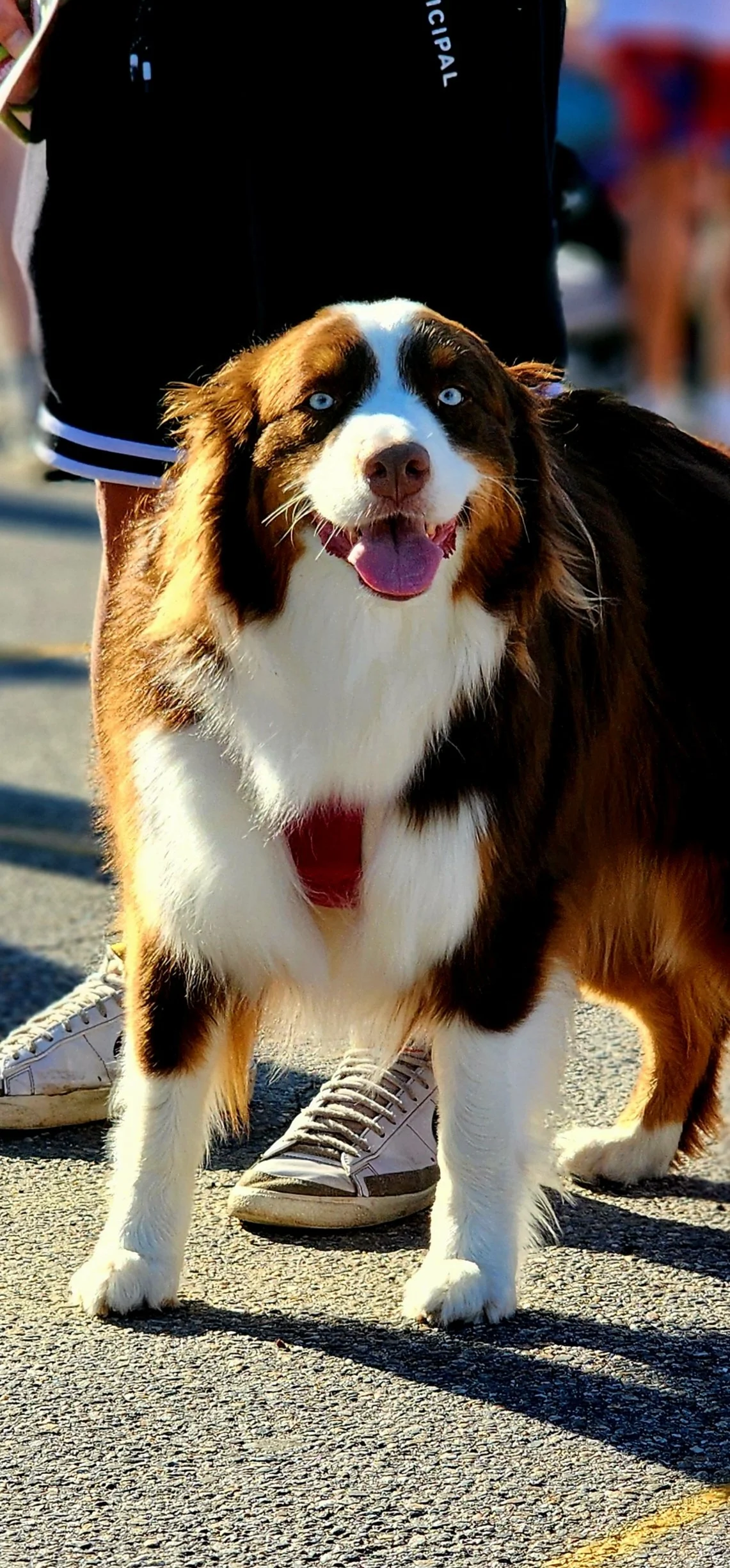 A white and brown long furred dog smiling at the camera with its tongue out