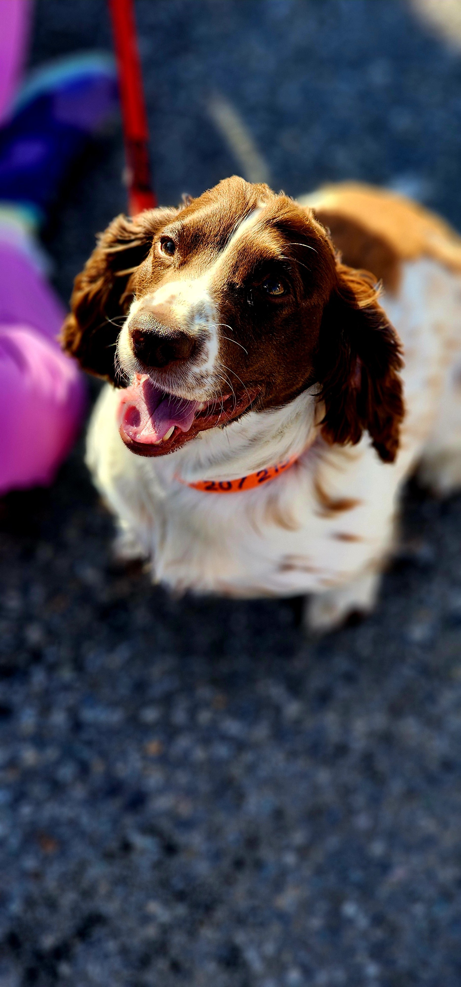A white and brown medium furred dog smiling at the camera