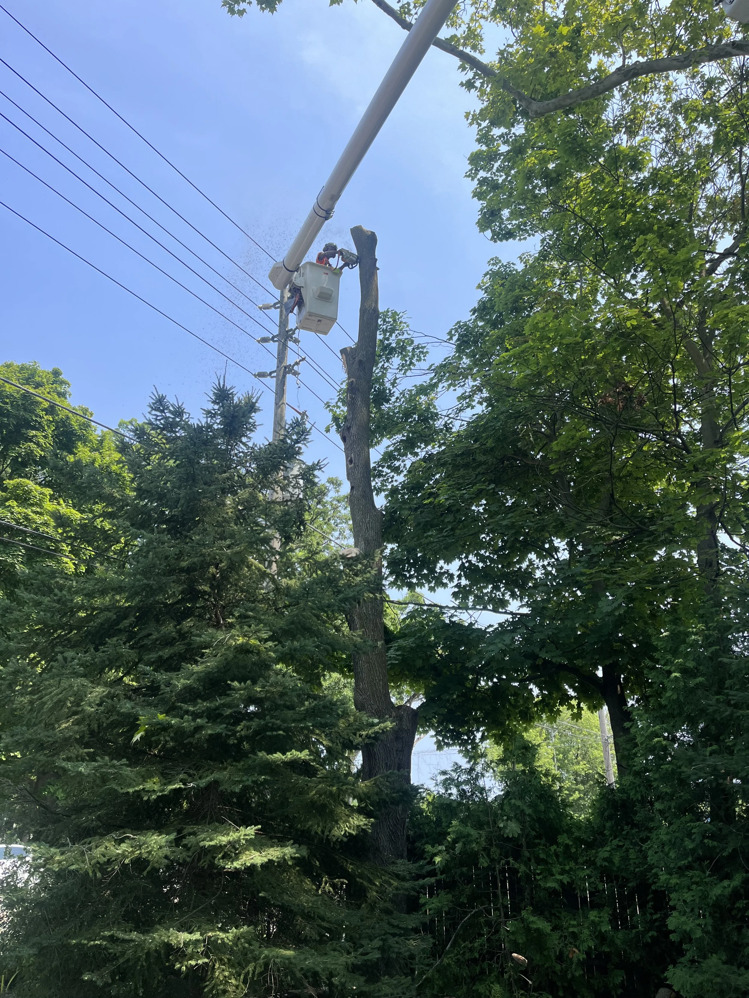 Stumper’s Choice Tree Services provides safe and efficient tree removal for hazardous, damaged, or unwanted trees. Our skilled team uses professional equipment and proven techniques to protect your property and surrounding landscape.