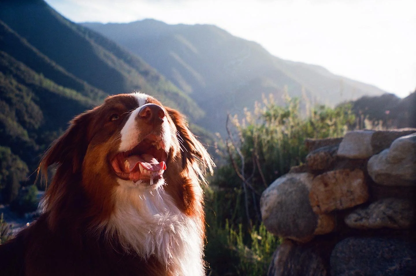 A dog with brown and white fur standing outdoors on a sunny day, with mountains and greenery in the background.