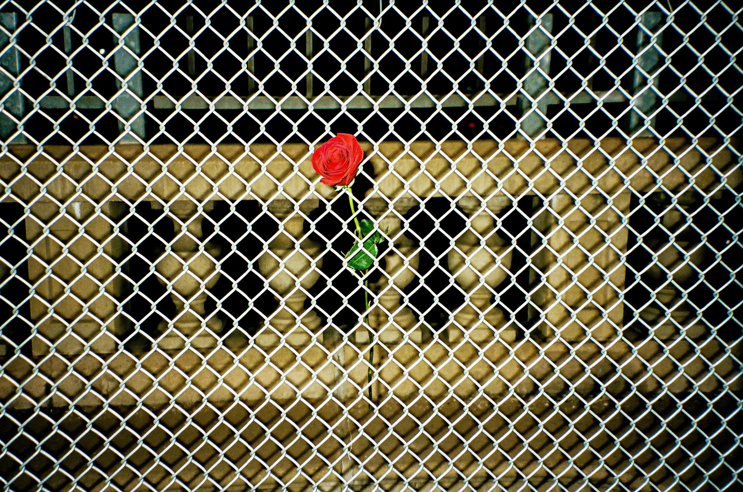 A single red rose growing through a chain-link fence.