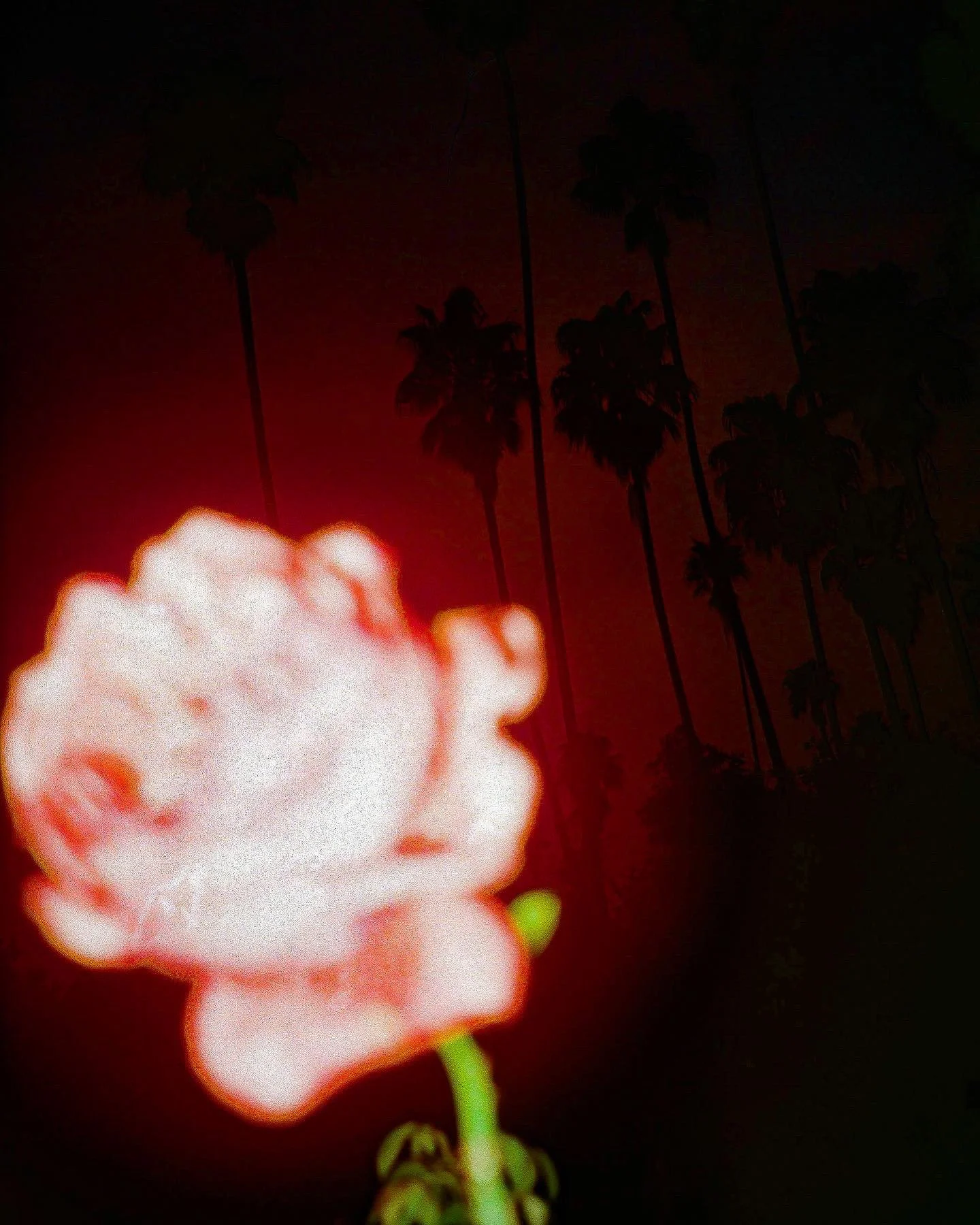 A glowing pink flower with a green stem in the foreground, silhouetted palm trees against a red sky in the background.