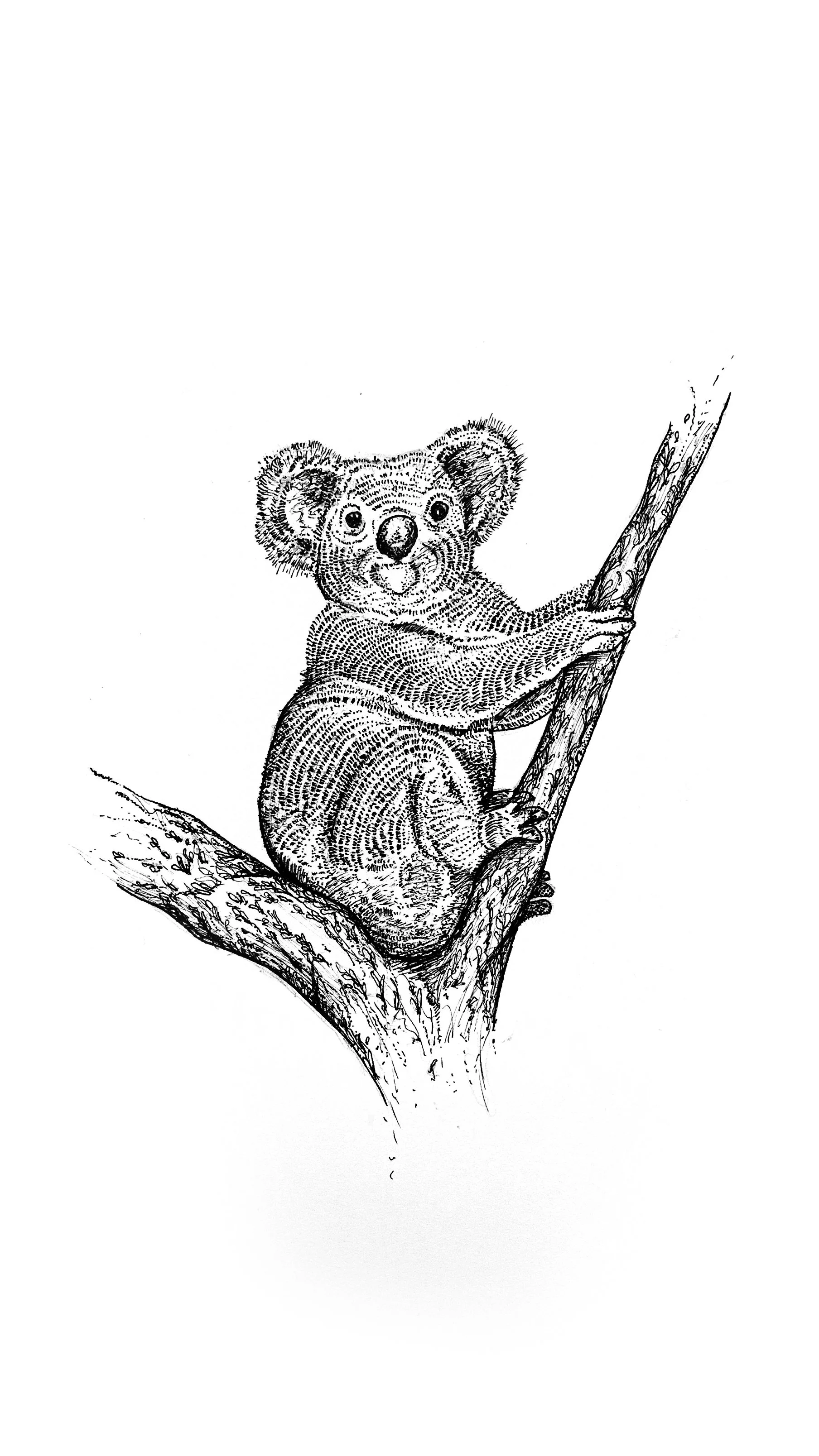 Koala.jpg