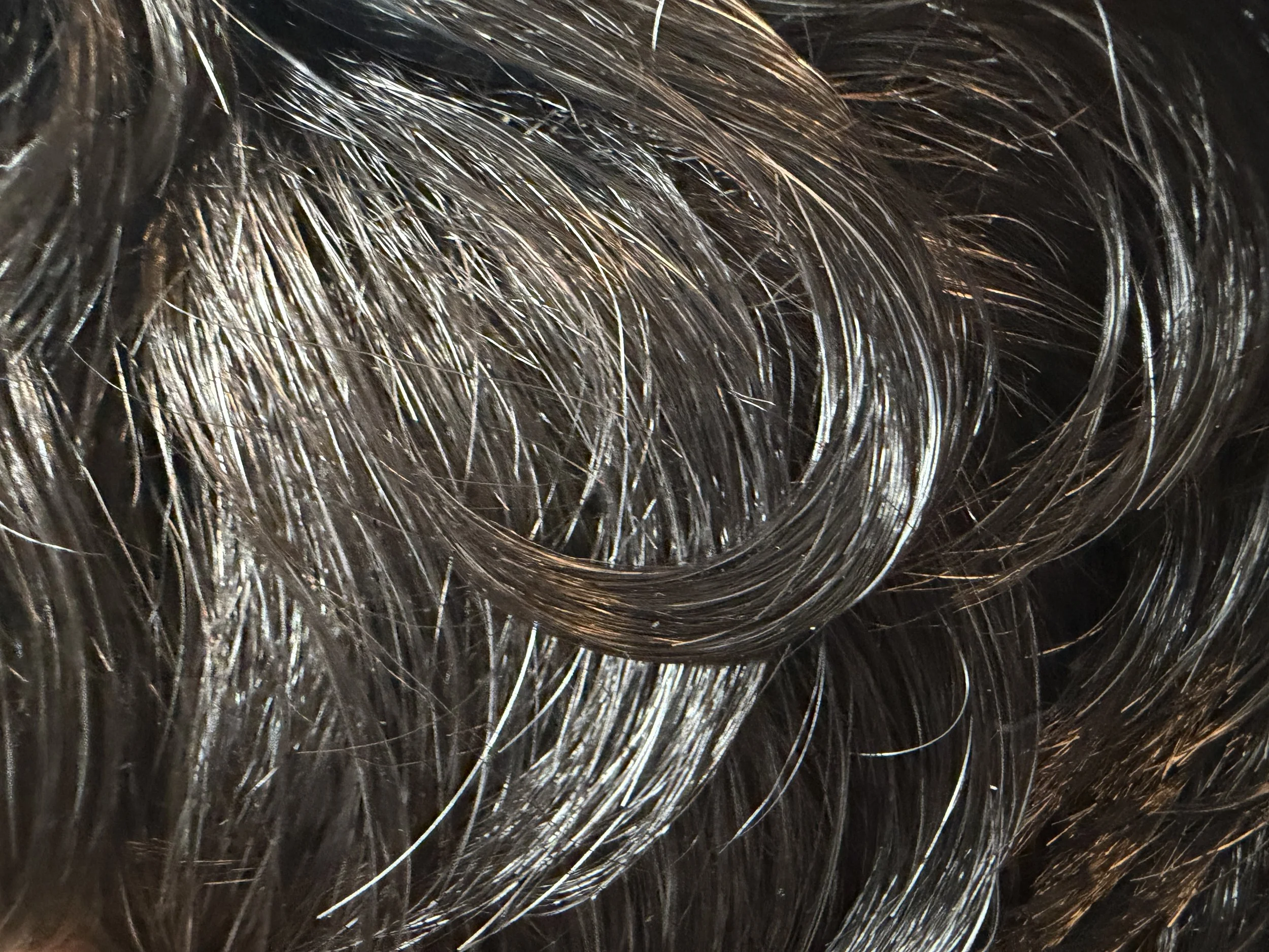 34_Dark Brown w:10-20% Gray.jpeg