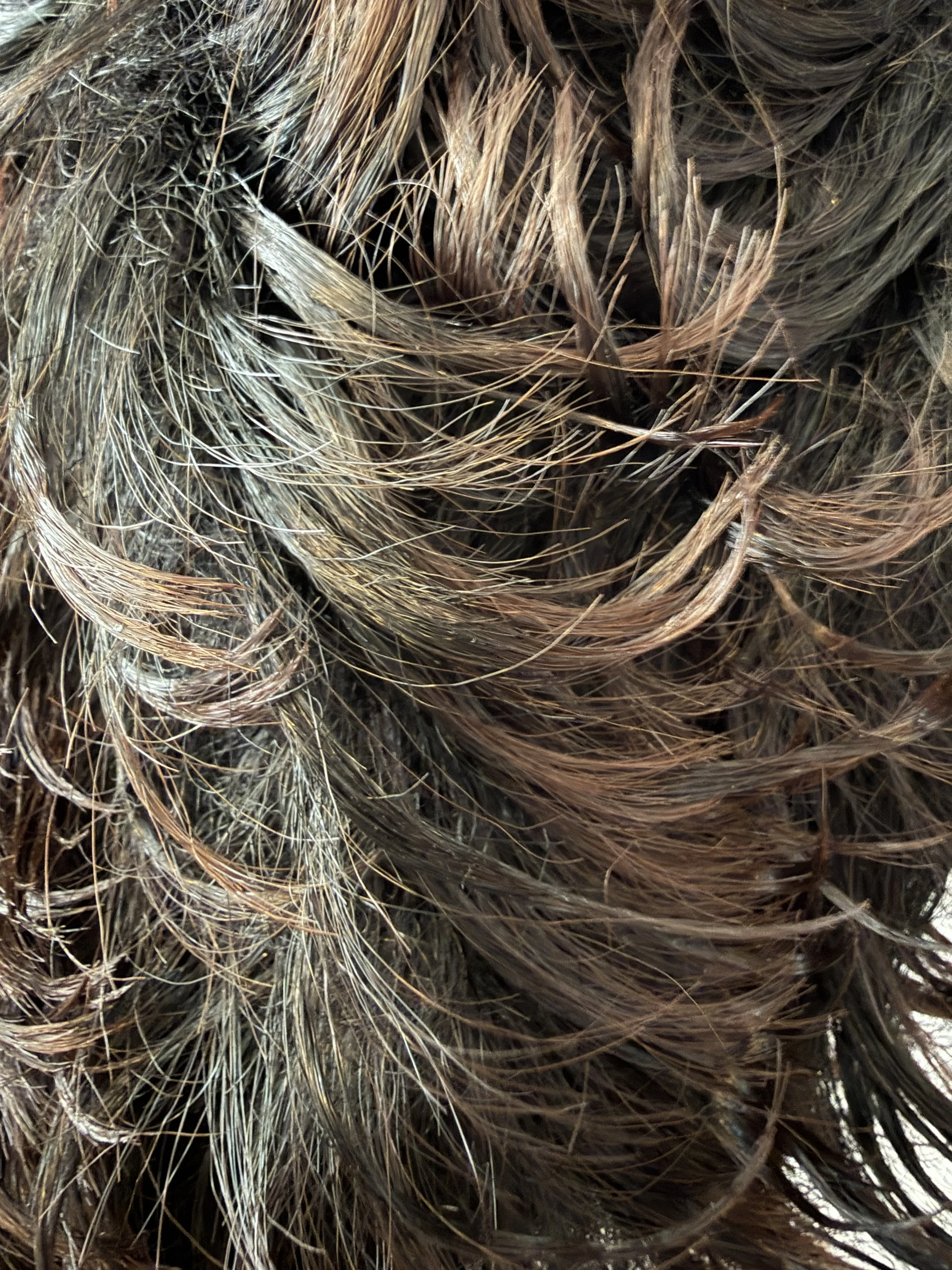 2T1B:33_Off Black and Dark Auburn Two-Tone.JPG