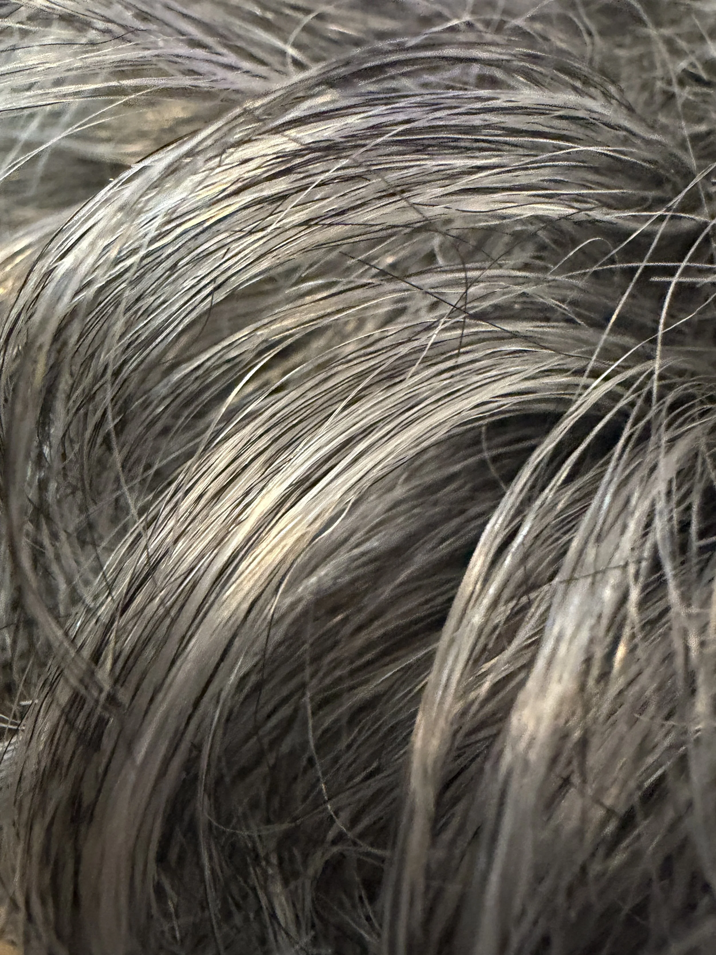 51_Off Black w:70-80% Gray.jpeg