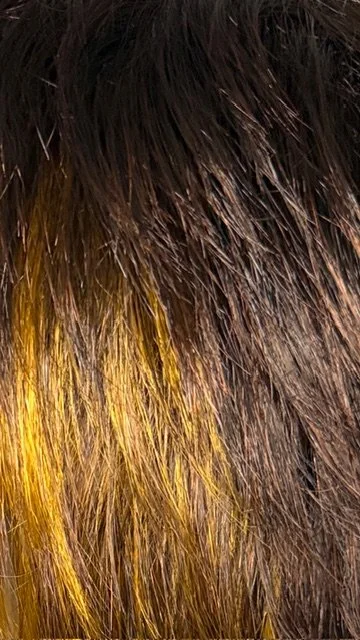 F2143_Medium Brown Top w:Gold Blonde Bottom.jpg