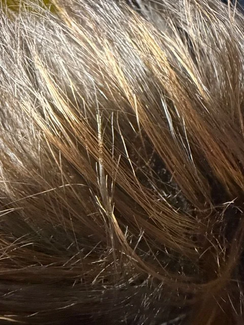 F4:30_Medium Brown w:Light Auburn Highlights.JPG