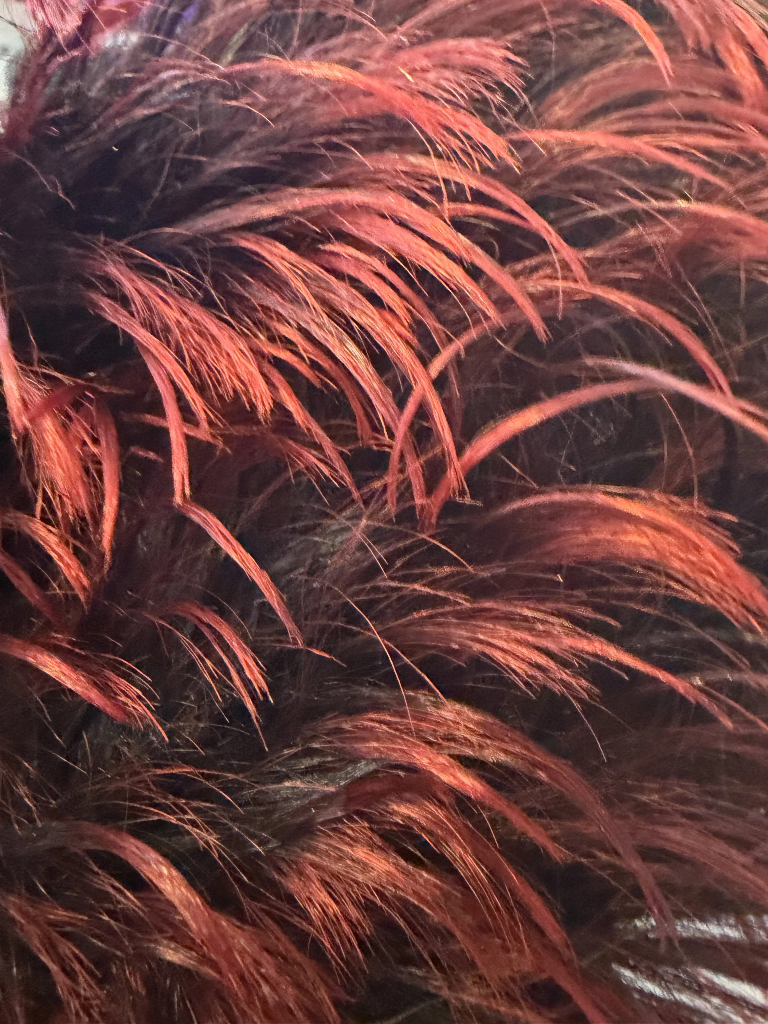 T1B:RED_Off Black and Red Two-Tone.JPG