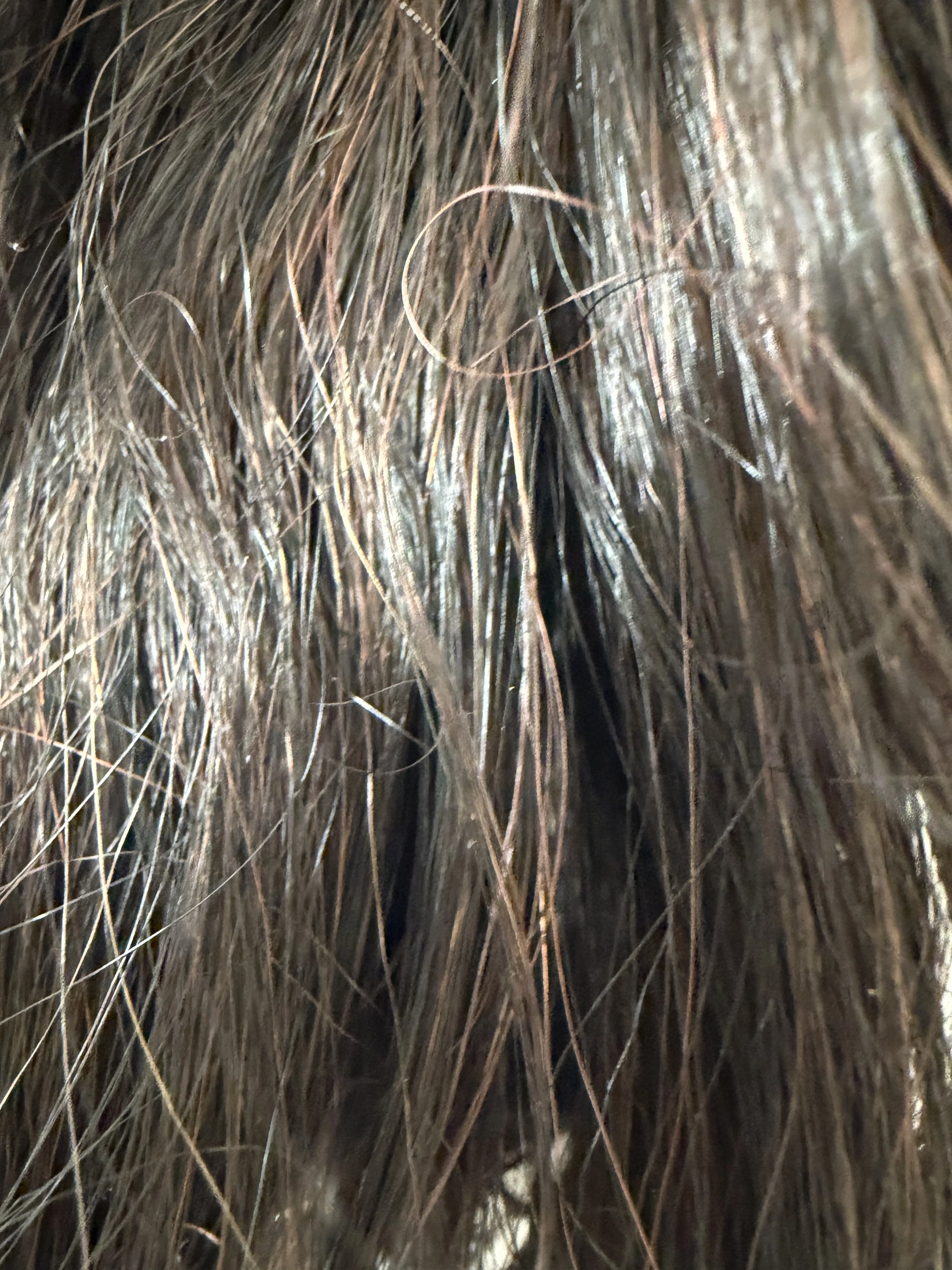 HM1B:30)Off Black w:Light Auburn Highlights.JPG