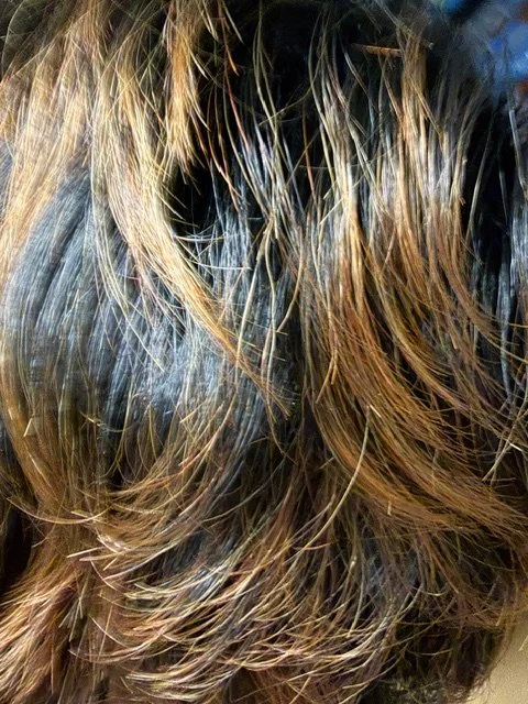 S1B:130:27_Off Black Roots w:Auburn Blonde Tips.JPG