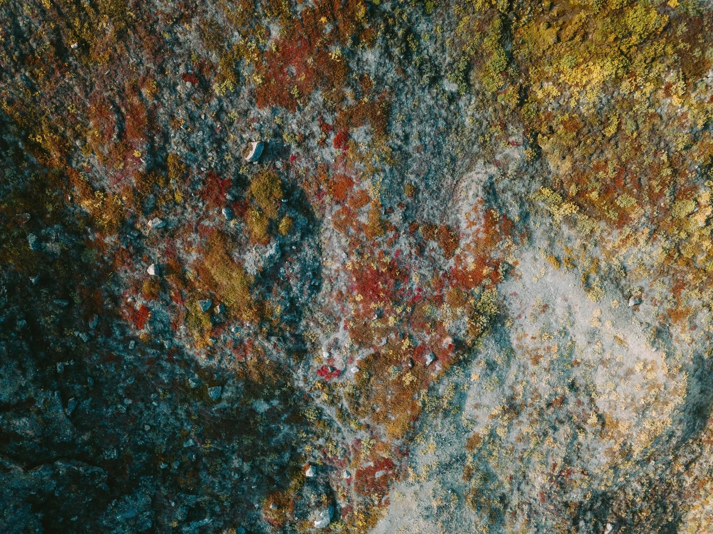 Aerial view of a forest with trees displaying autumn colors and a narrow dirt trail winding through the foliage.