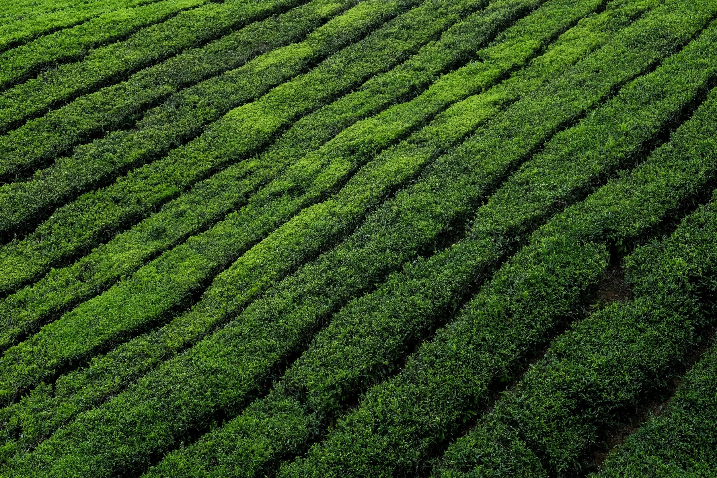 A lush green tea plantation with rows of tea plants stretching in parallel lines across the landscape.