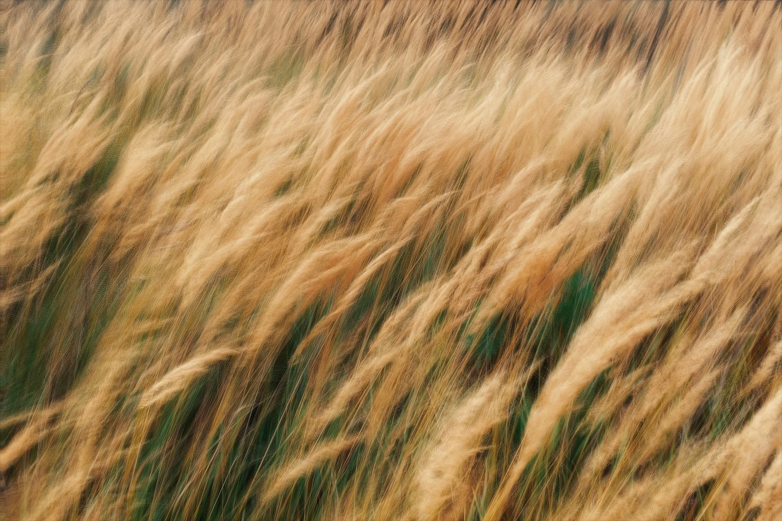Blurred image of tall, golden grass in a field blowing in the wind.