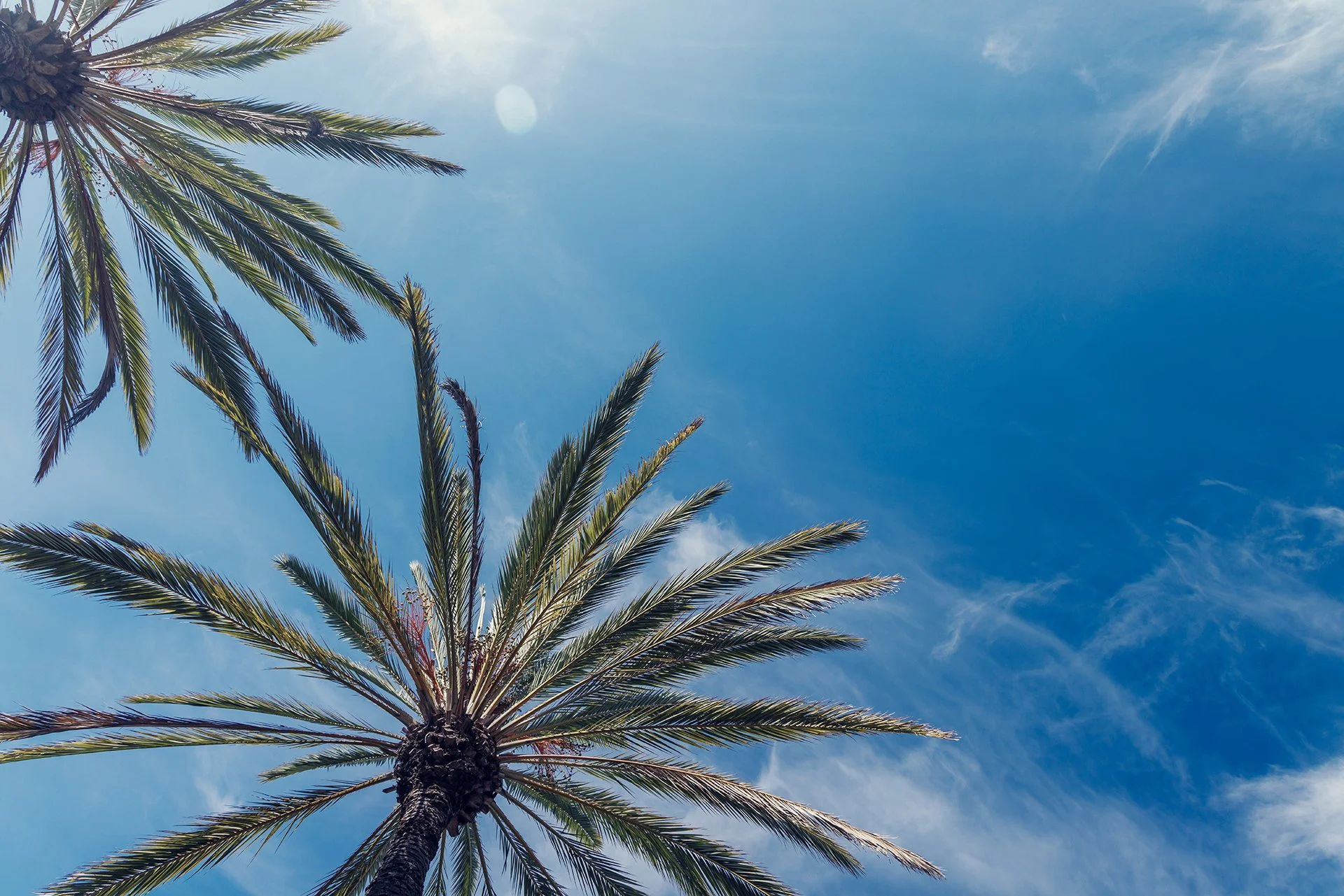 Palm trees against a bright blue sky with wispy clouds.