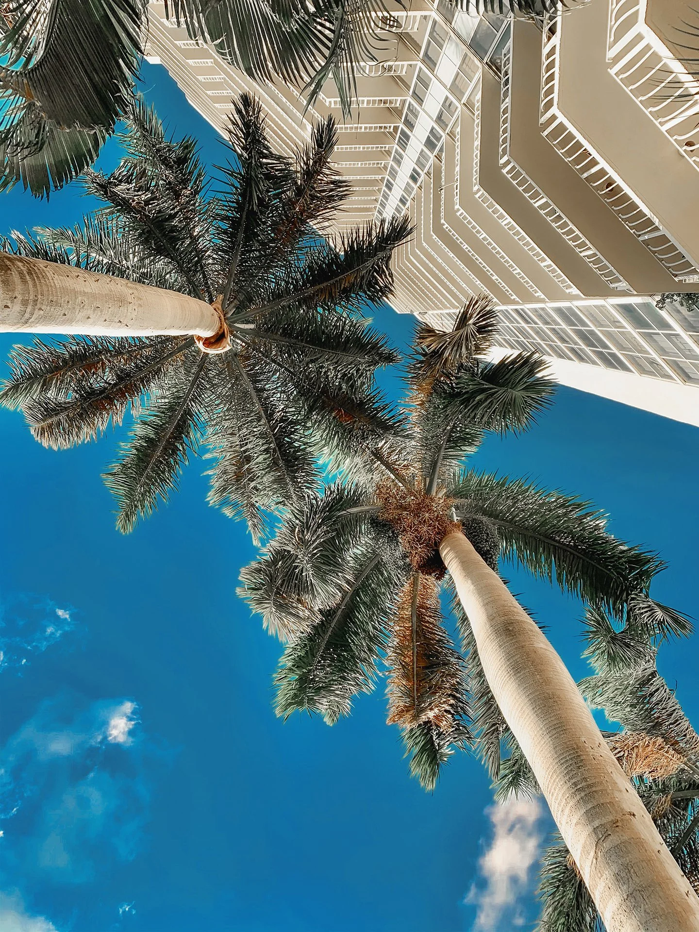 Palm trees viewed from below against a bright blue sky, with a white high-rise building in the background.