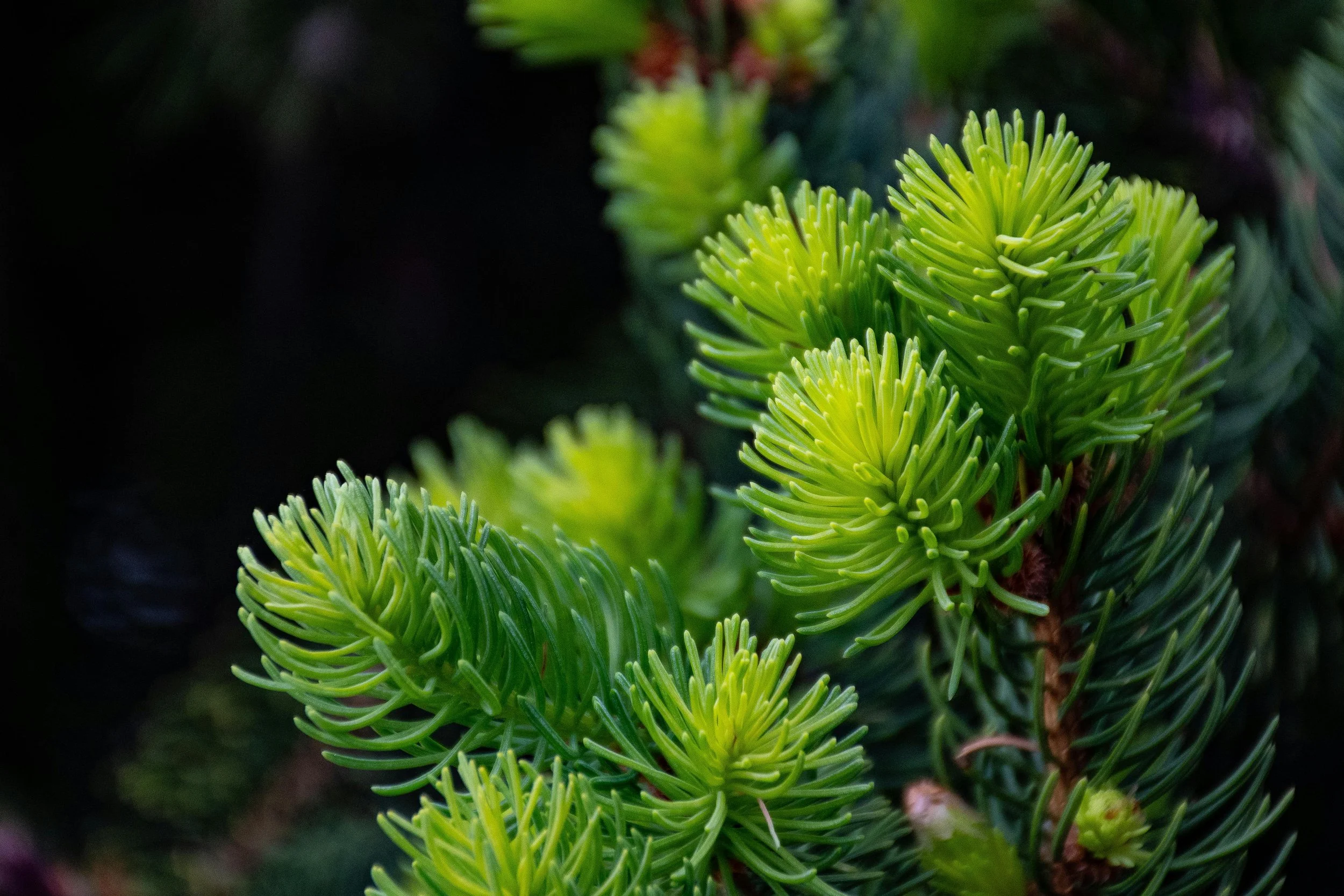 A close up of bright green spring new growth on some evergreen sprigs.