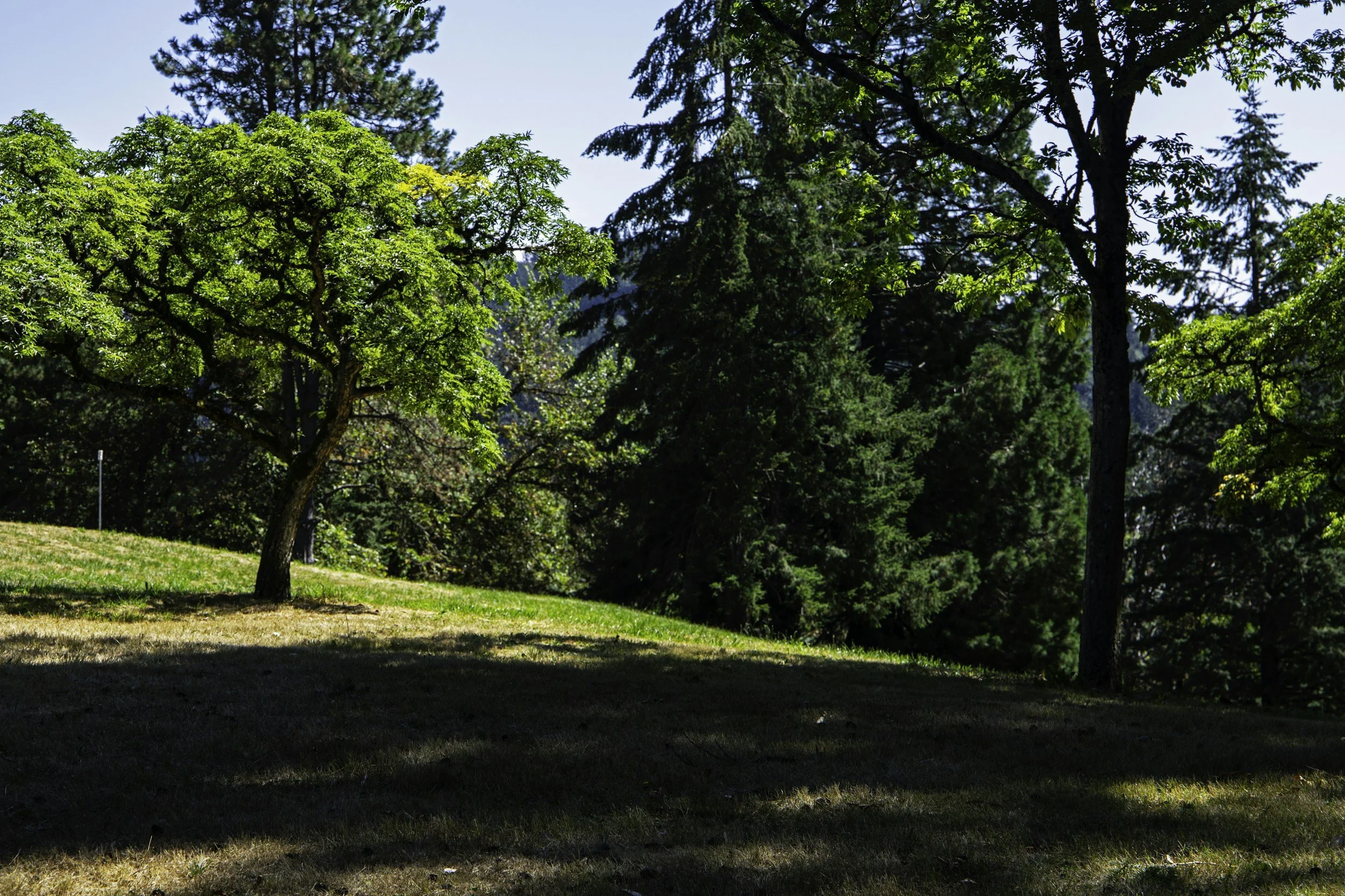 Un parc avec plusieurs arbres verts sous un ciel bleu, avec de l'ombre sur le sol grassé.