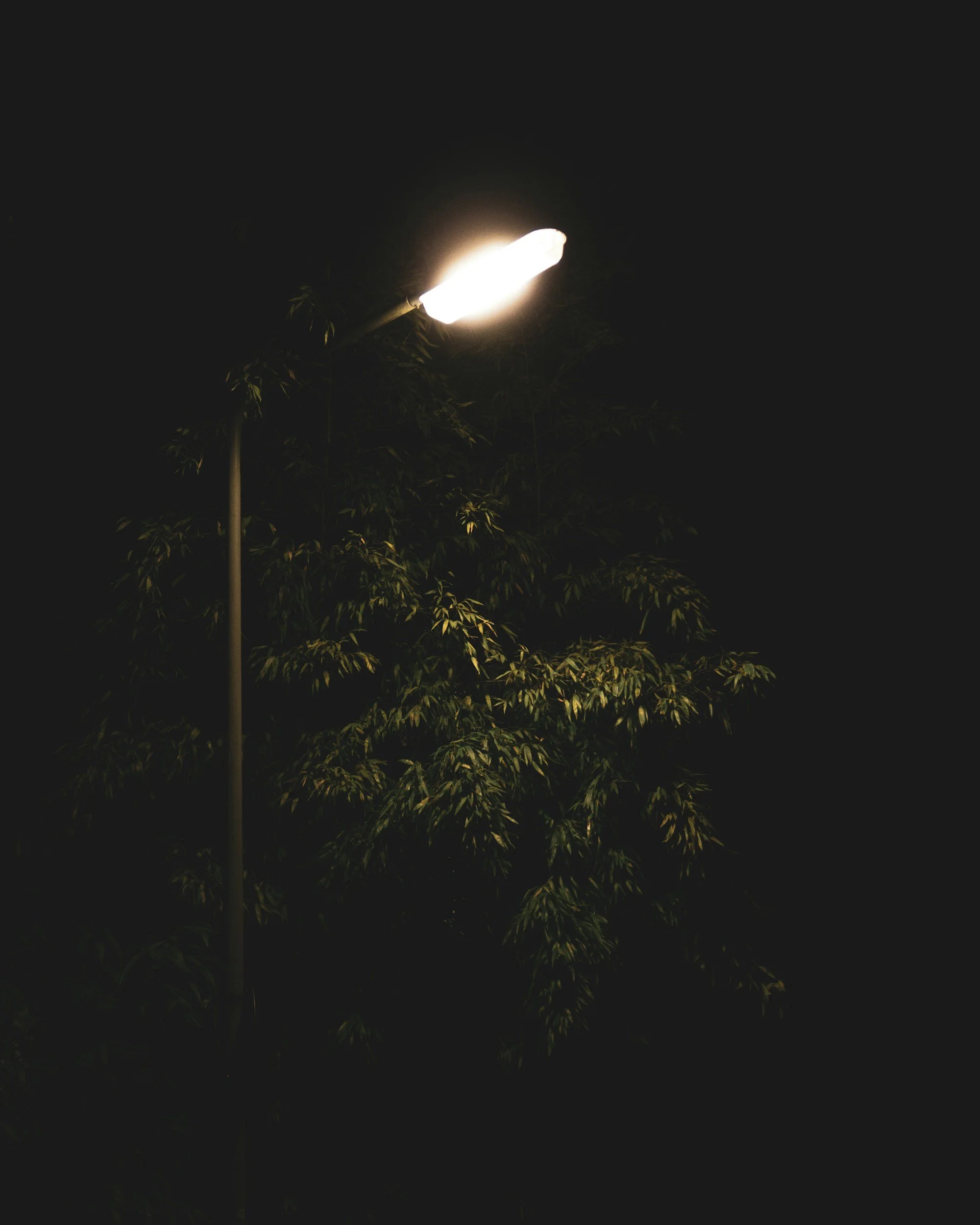 Un lampadaire allumé dans la nuit avec des branches d'arbres en dessous.