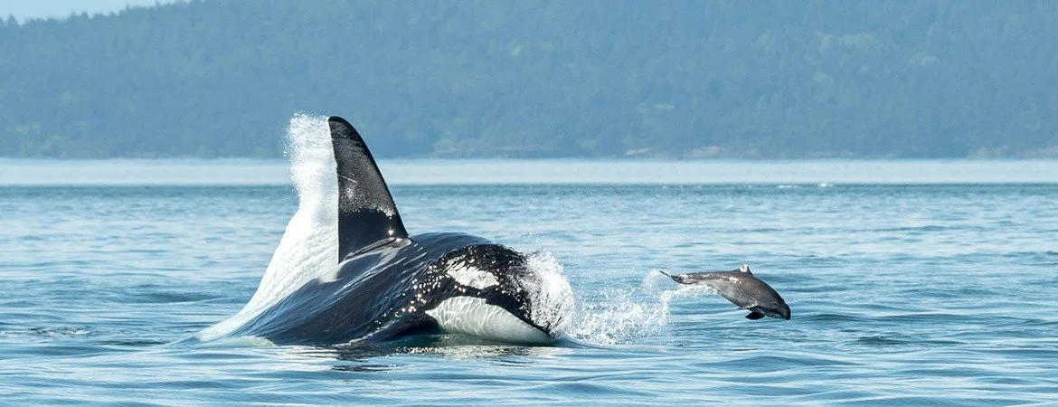 orca-chasing-san-juan-islands.jpg