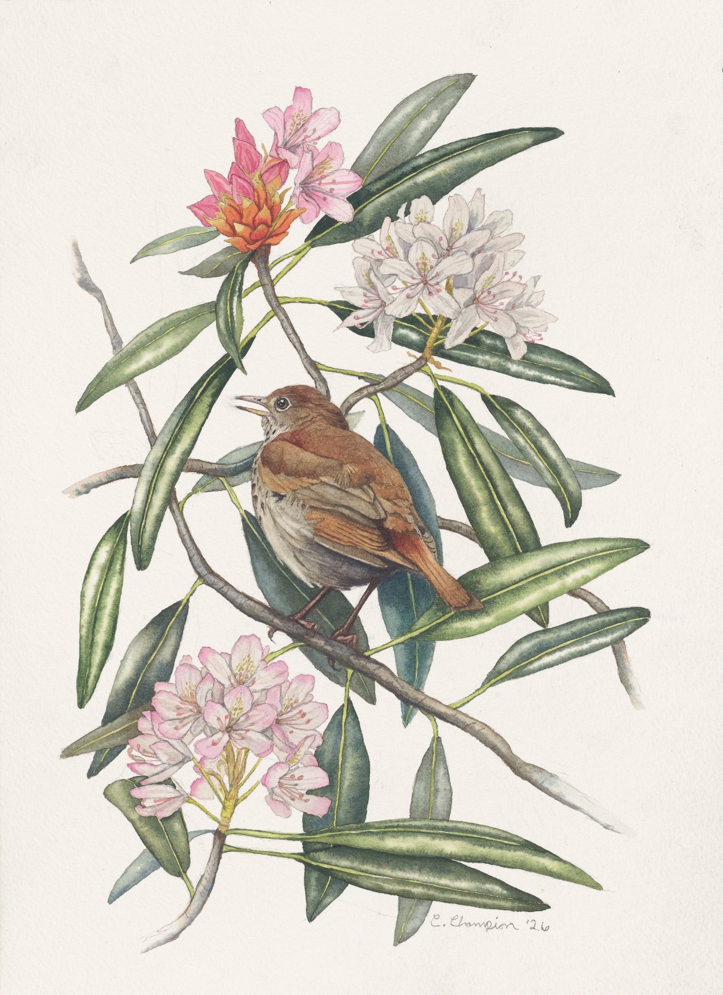 Hermit Thrush in Great Laurel Blooms, watercolor, 14x10", 2026