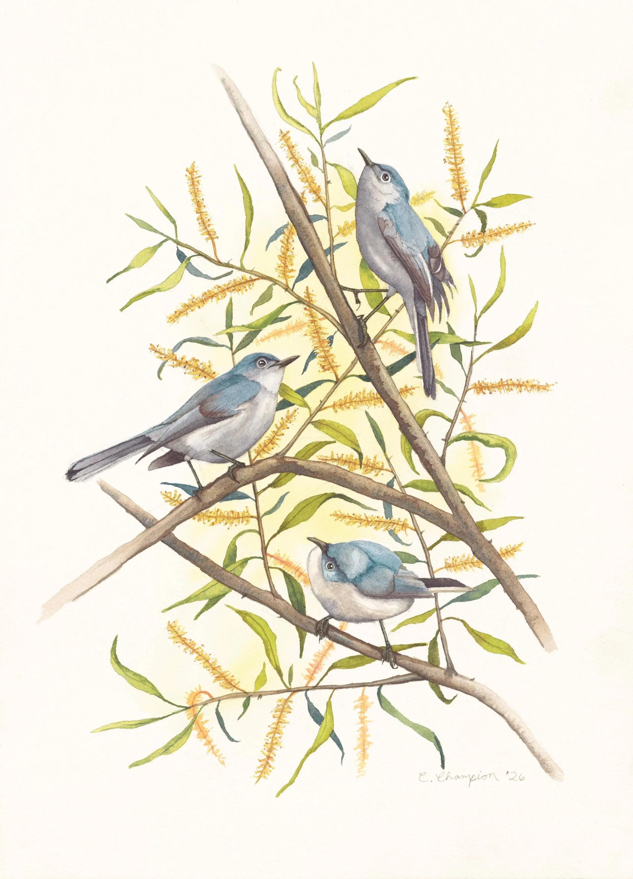 Blue-Gray Gnatcatchers in Black Willow, watercolor, 14x10", 2026