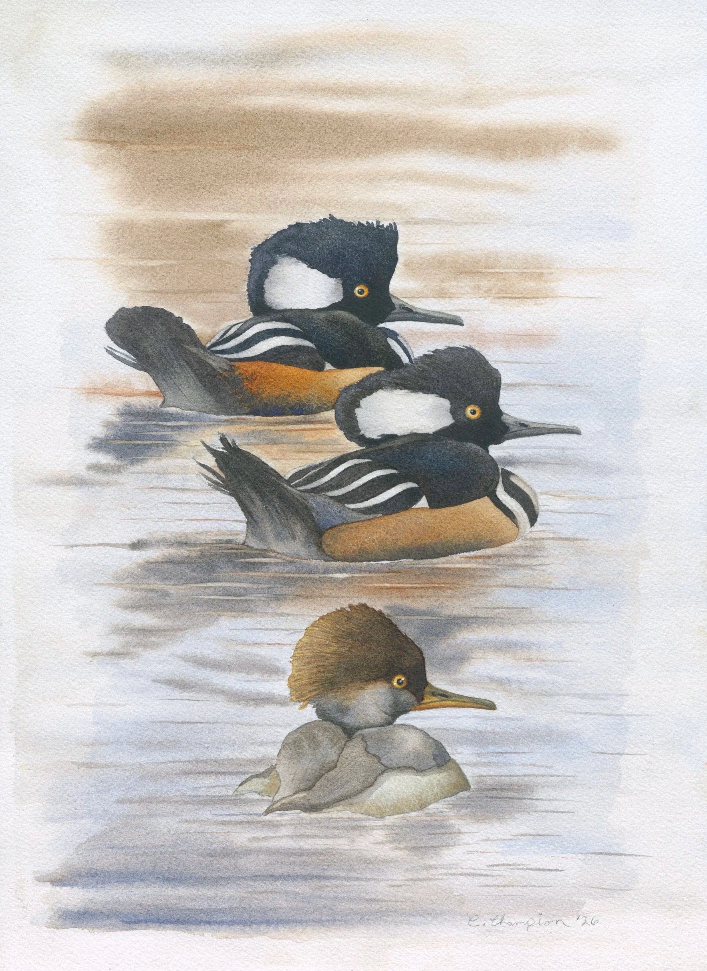 Hooded Mergansers in Winter Water, watercolor, 14x10", 2026