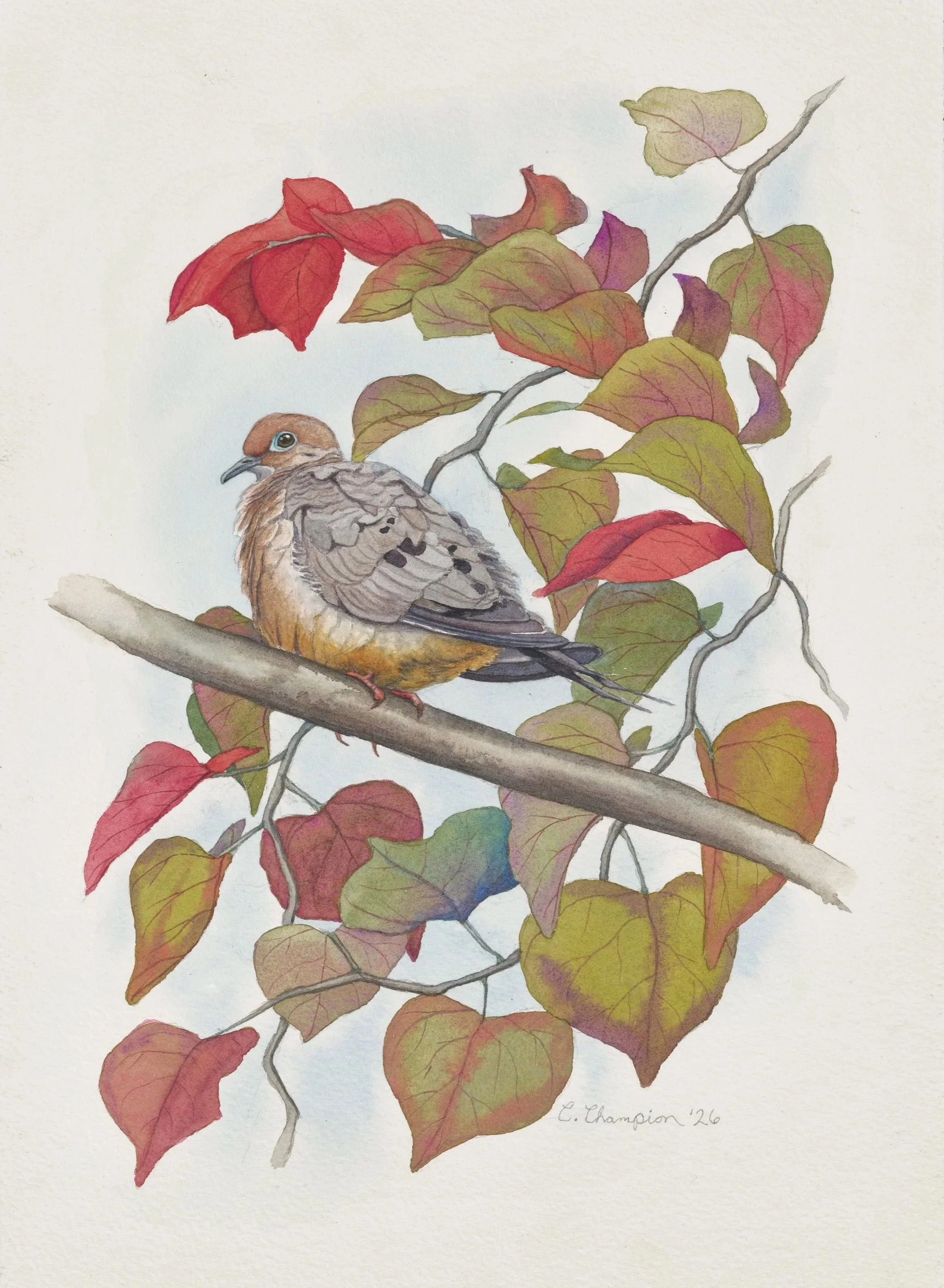 Mourning Dove in Eastern Redbud, watercolor, 14x10", 2026