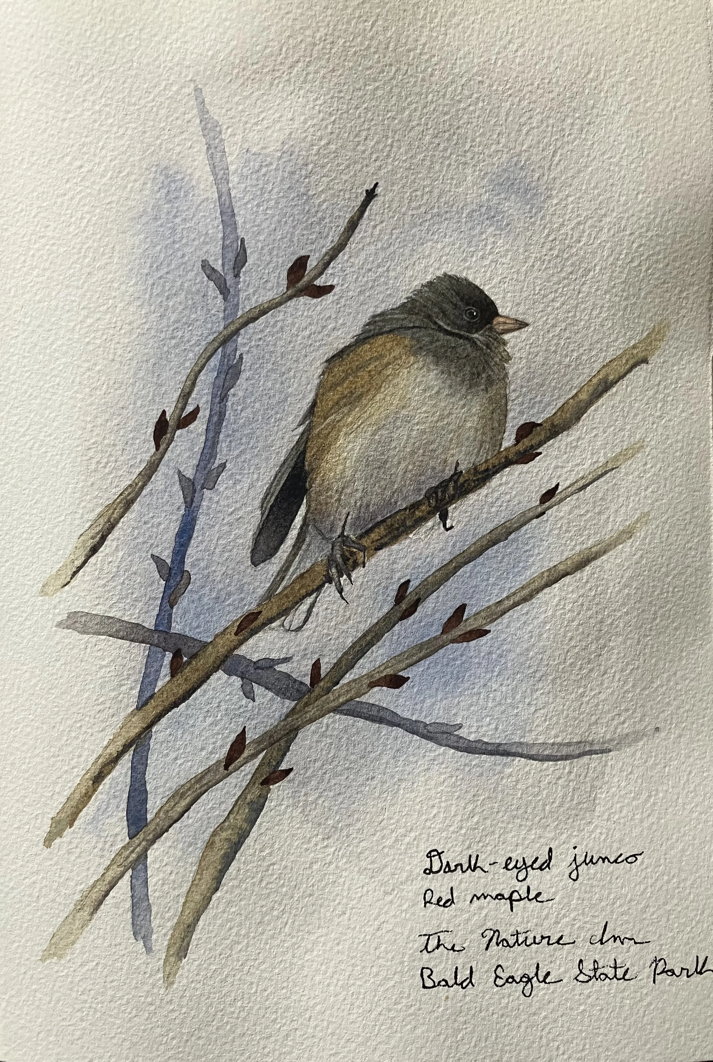 A watercolor painting of a dark-eyed junco bird with a light belly and dark head, perched on a thin, leafless branch. There are additional branches with small reddish-brown buds. Handwritten text in the bottom right corner reads: "Dark-eyed junco, Red Maple, the Nature area, Bald Eagle State Park."