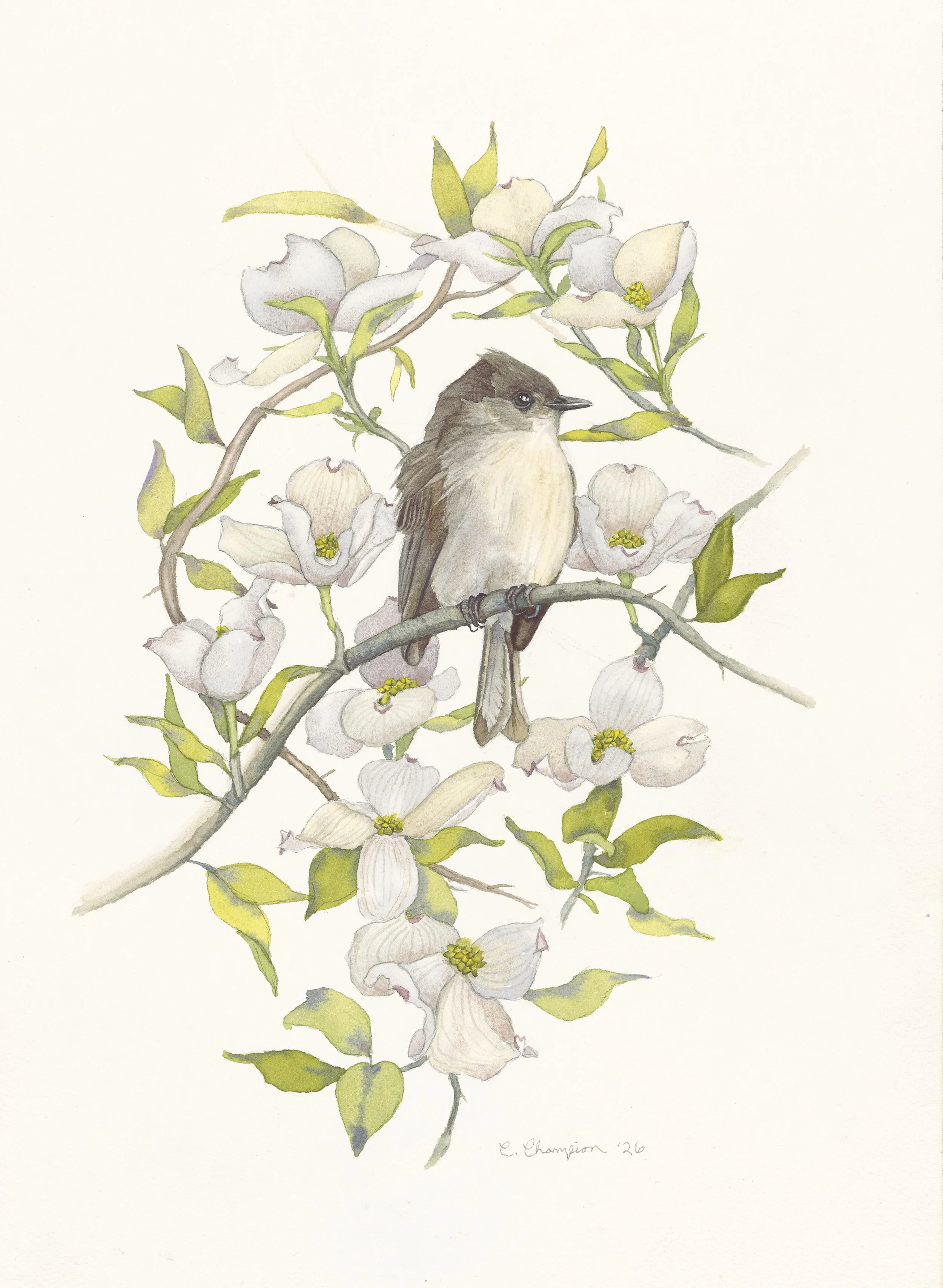Eastern Phoebe with Dogwood Blooms, watercolor, 14x10", 2026