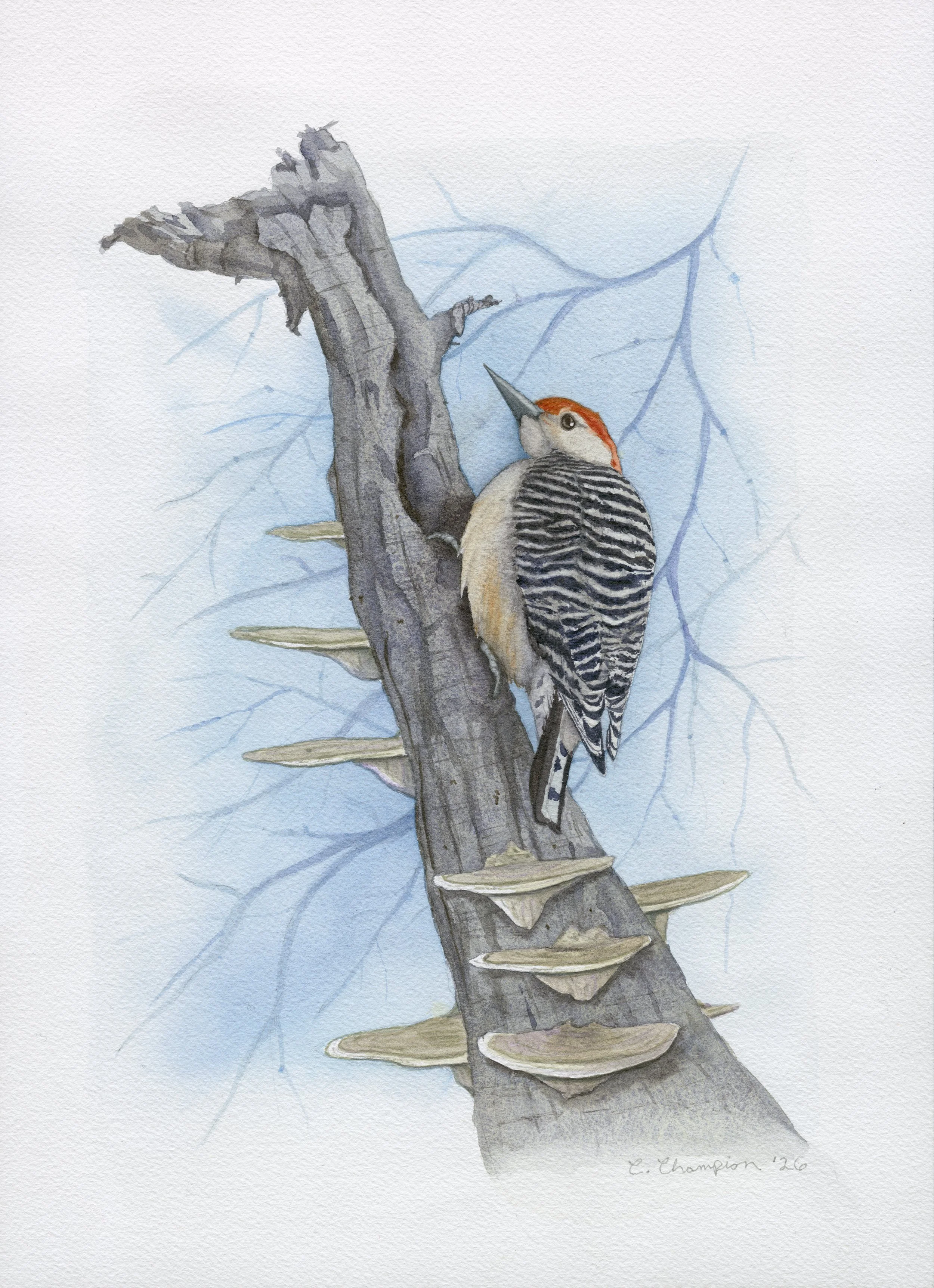 Red-bellied Woodpecker on a Snag with Polypores, watercolor, 10x14", 2026