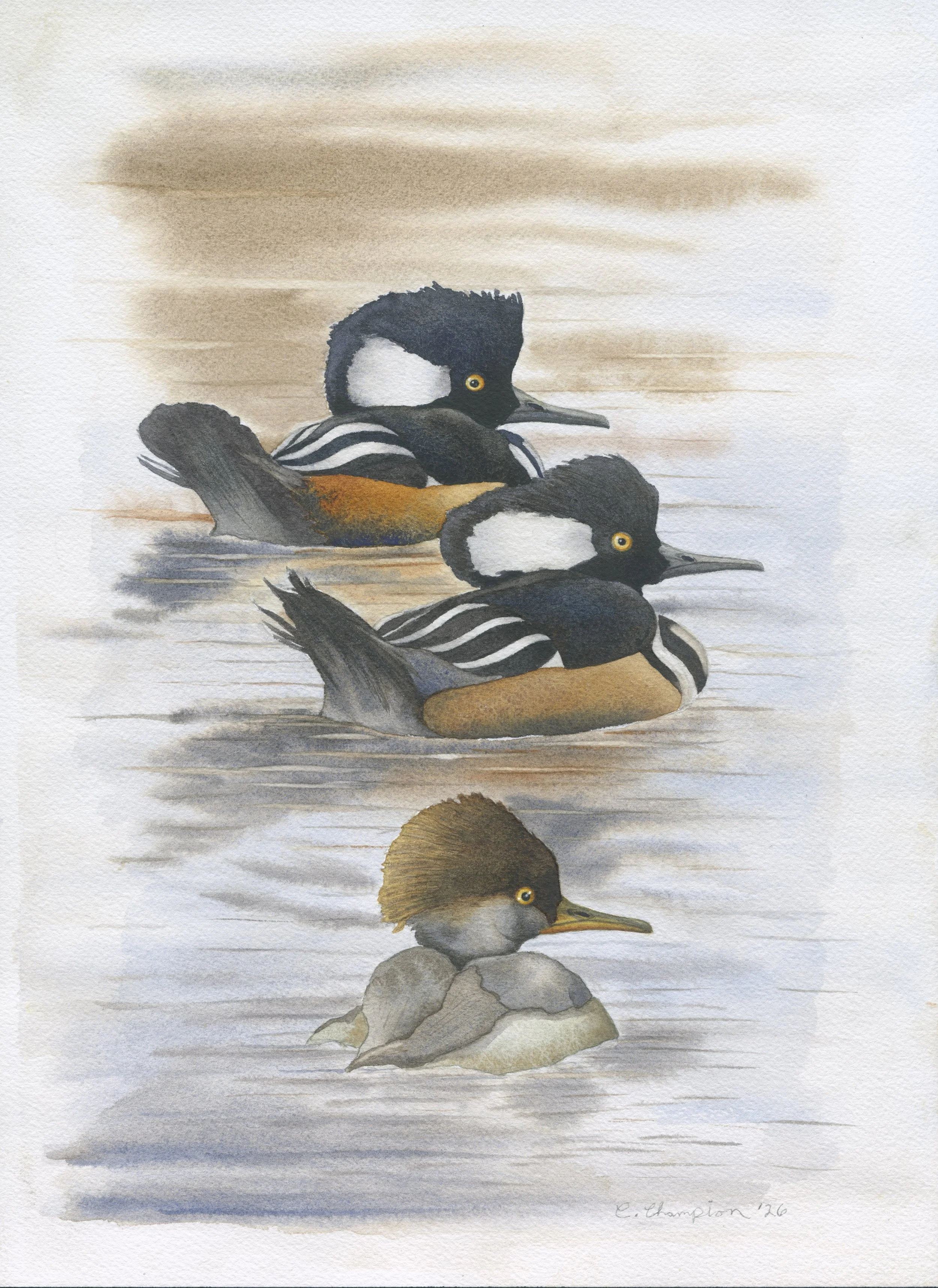 Hooded Mergansers in Winter Water, watercolor, 14x10, 2026