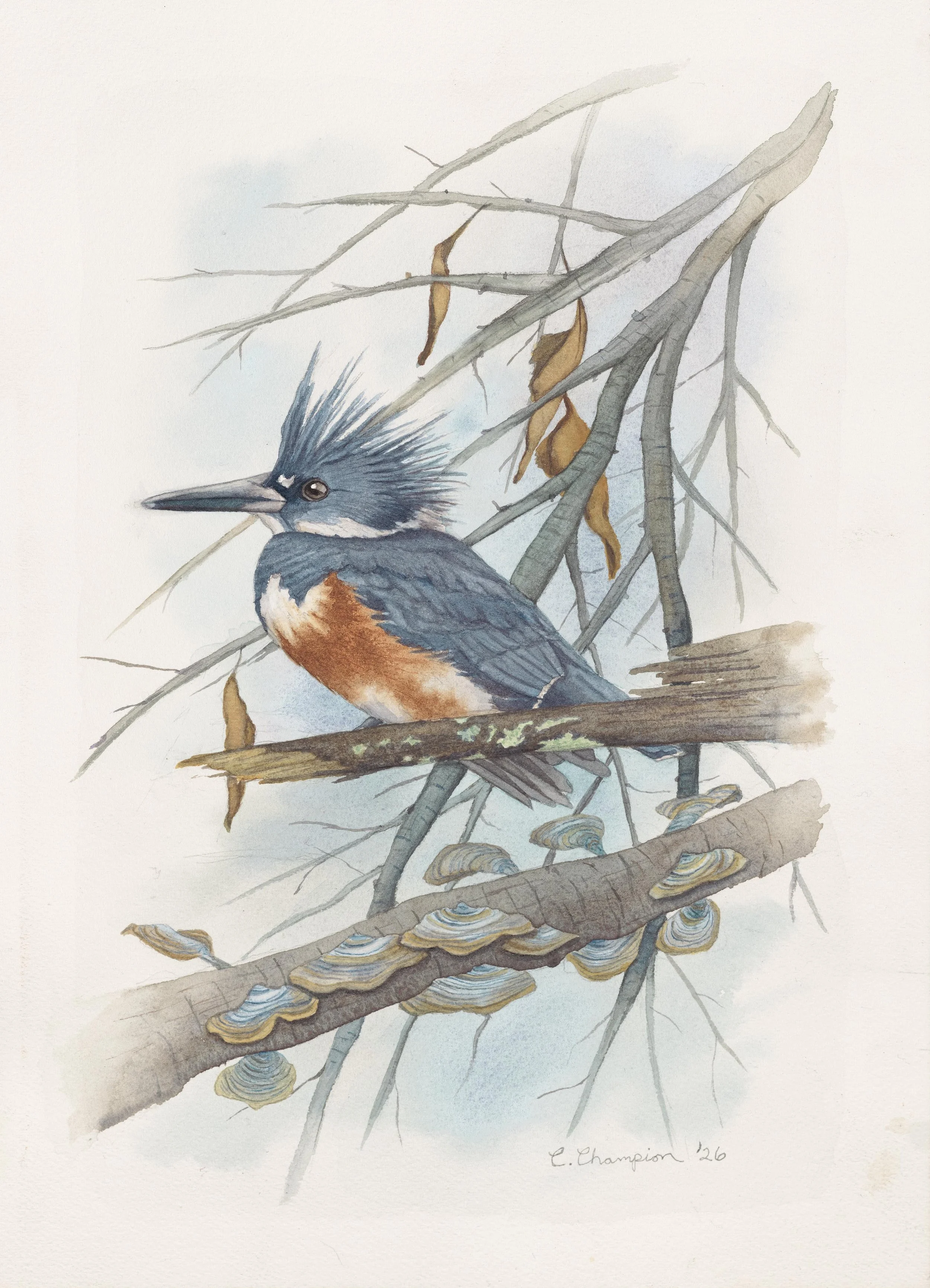 Belted Kingfisher in Late Winter with Bracket Fungi, watercolor, 14x10", 2026