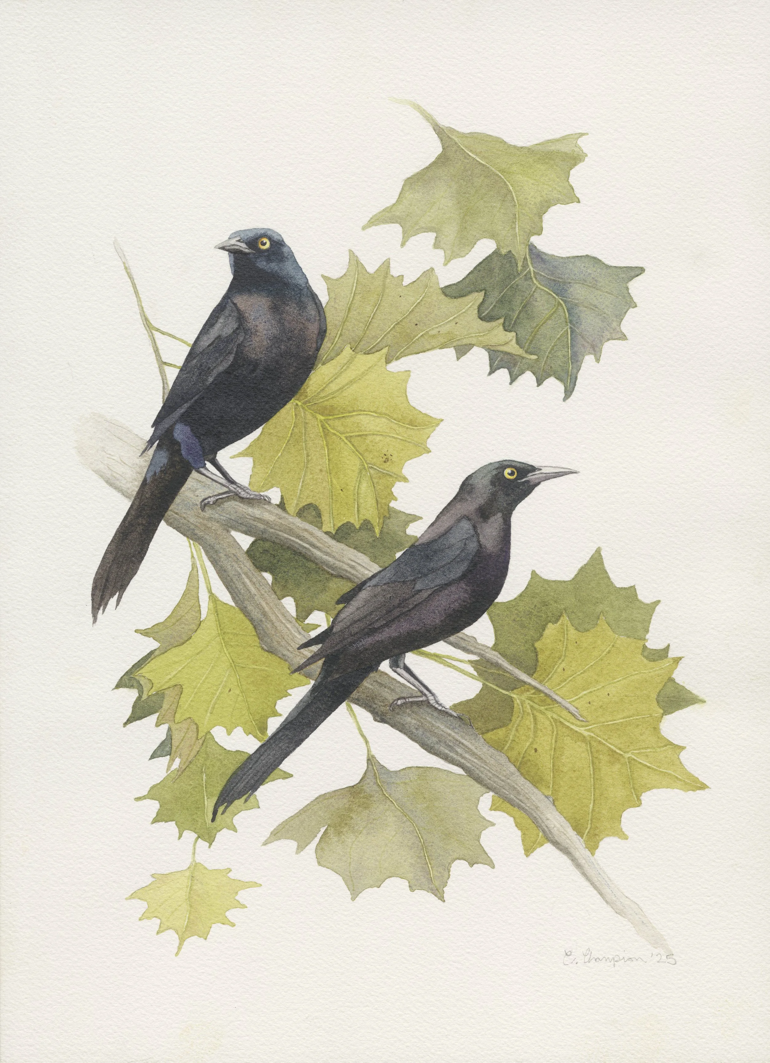 Watercolor painting of two American Crows perched on a branch with green maple leaves.