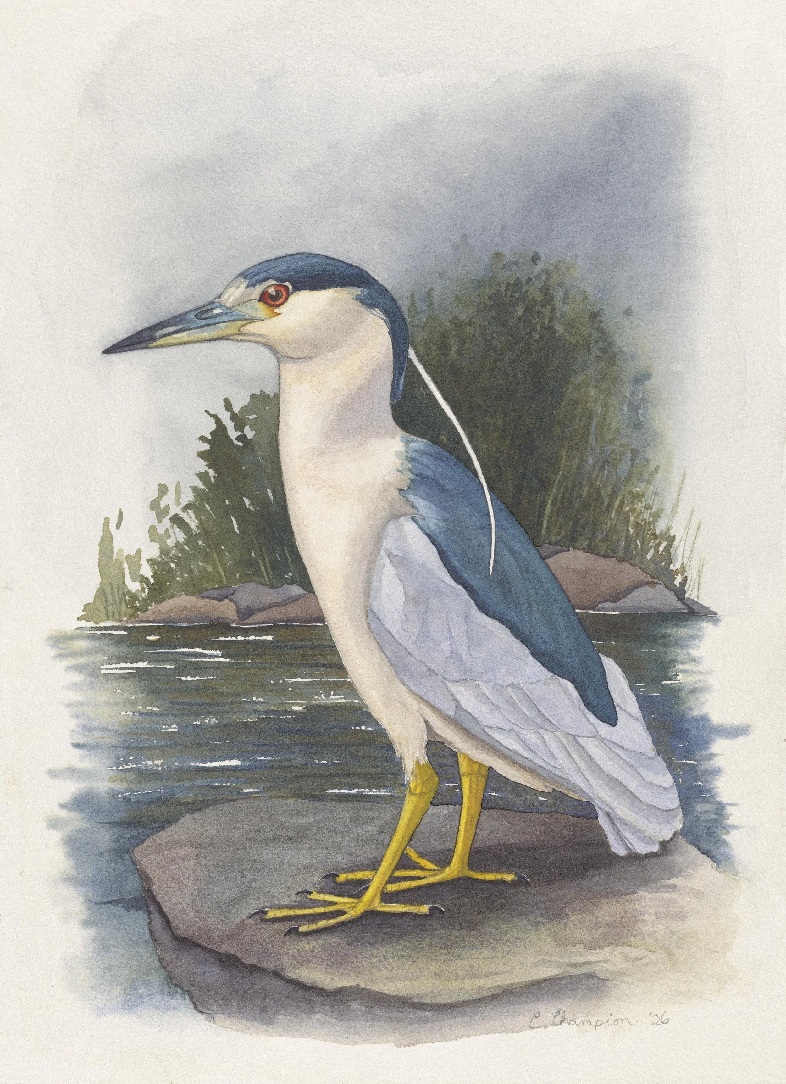 Black-Crowned Night Heron in the Dusky Dawn, watercolor, 14x10, 2026