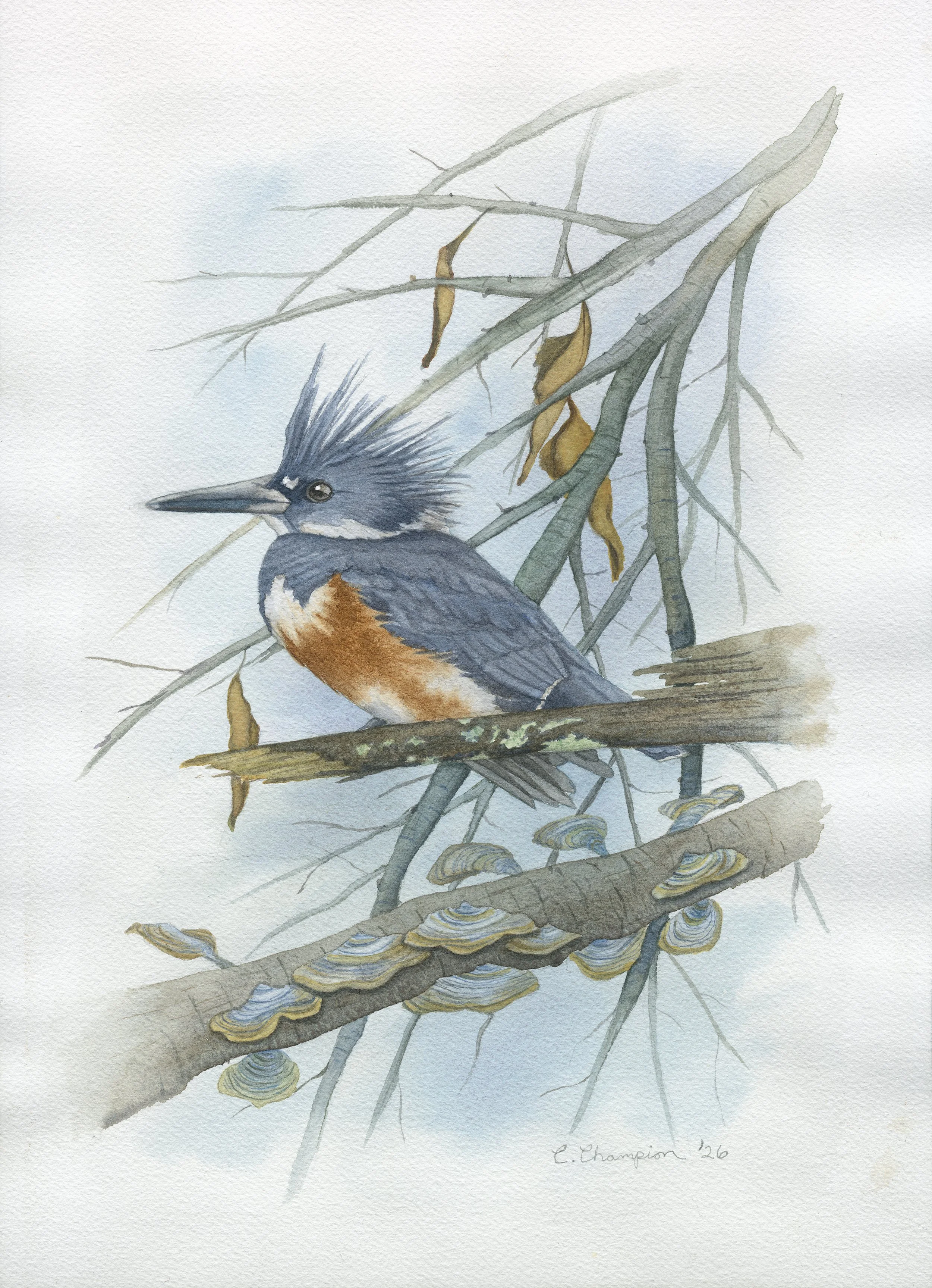 Belted Kingfisher in Late Winter with Bracket Fungi, watercolor, 14x10", 2026