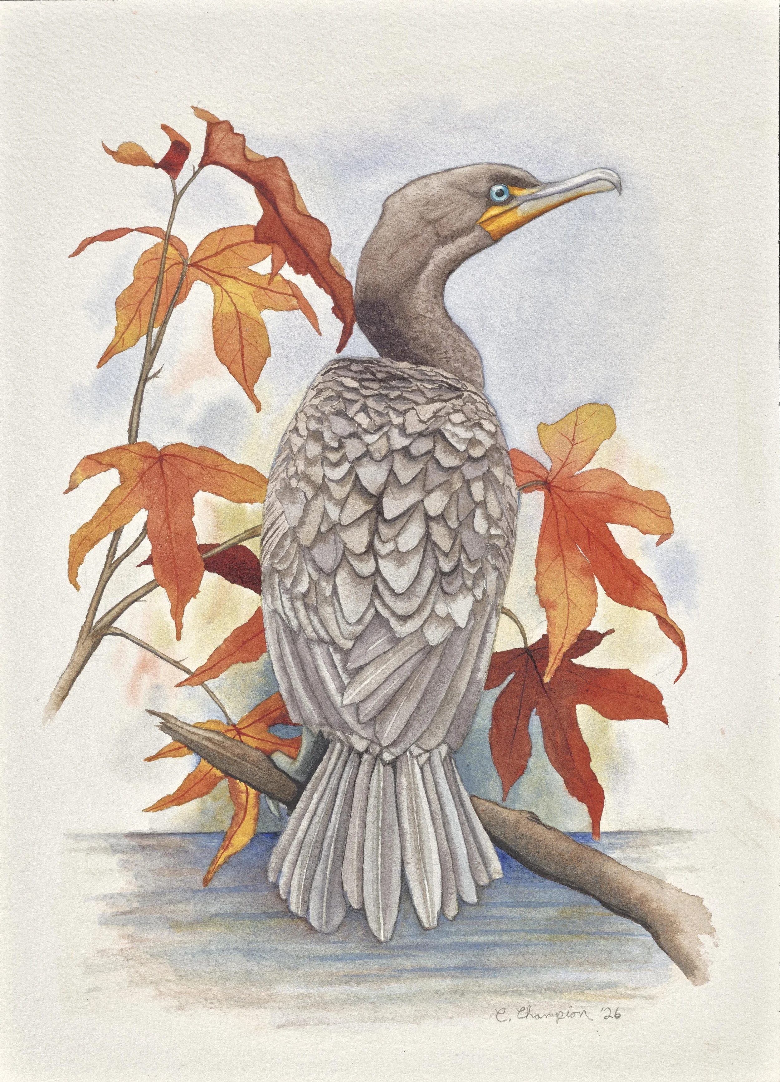 Young Double-Crested Cormorant with Sweetgum, watercolor, 14x10, 2026