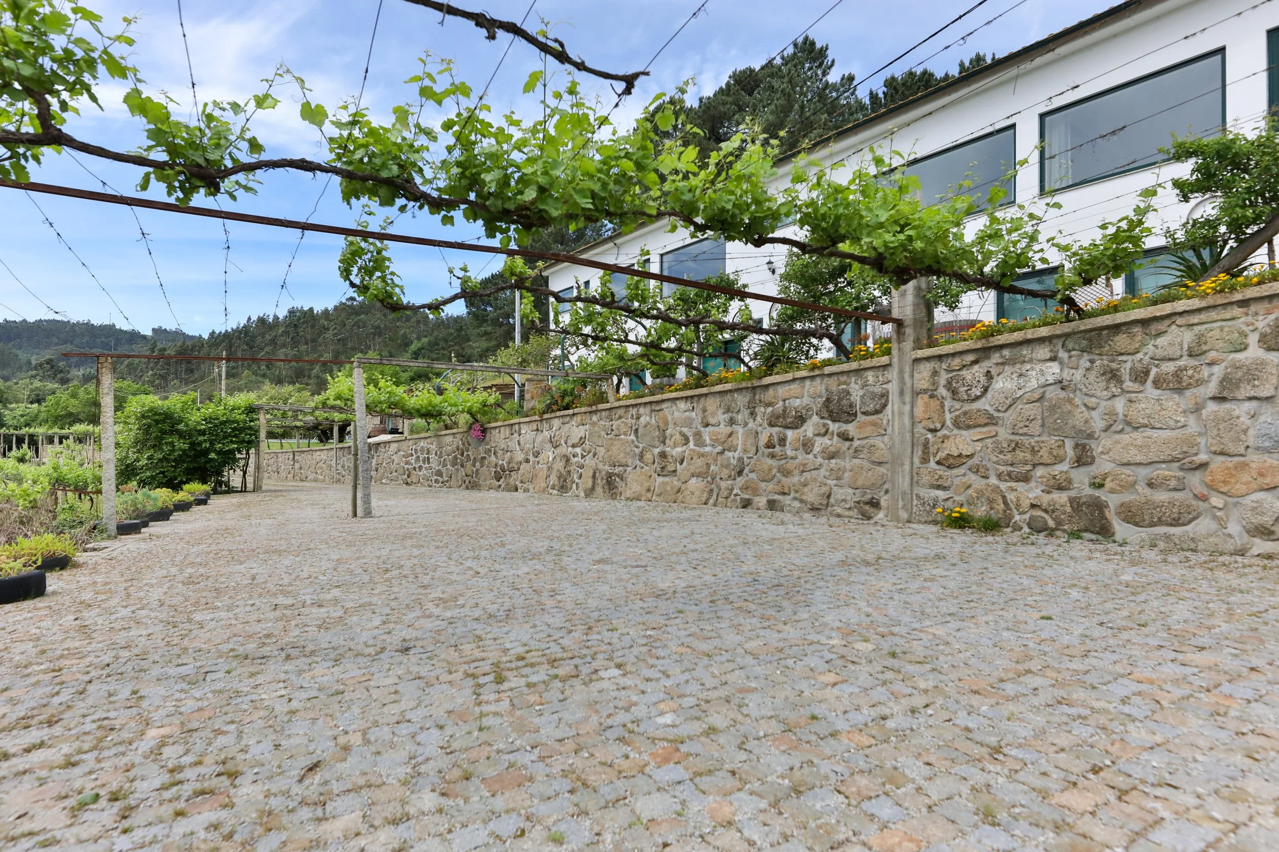 Jardim com trepadeiras de uvas no chão de pedra, ao lado de uma casa branca com janelas grandes, cercada por árvores verdes e montanhas ao fundo.