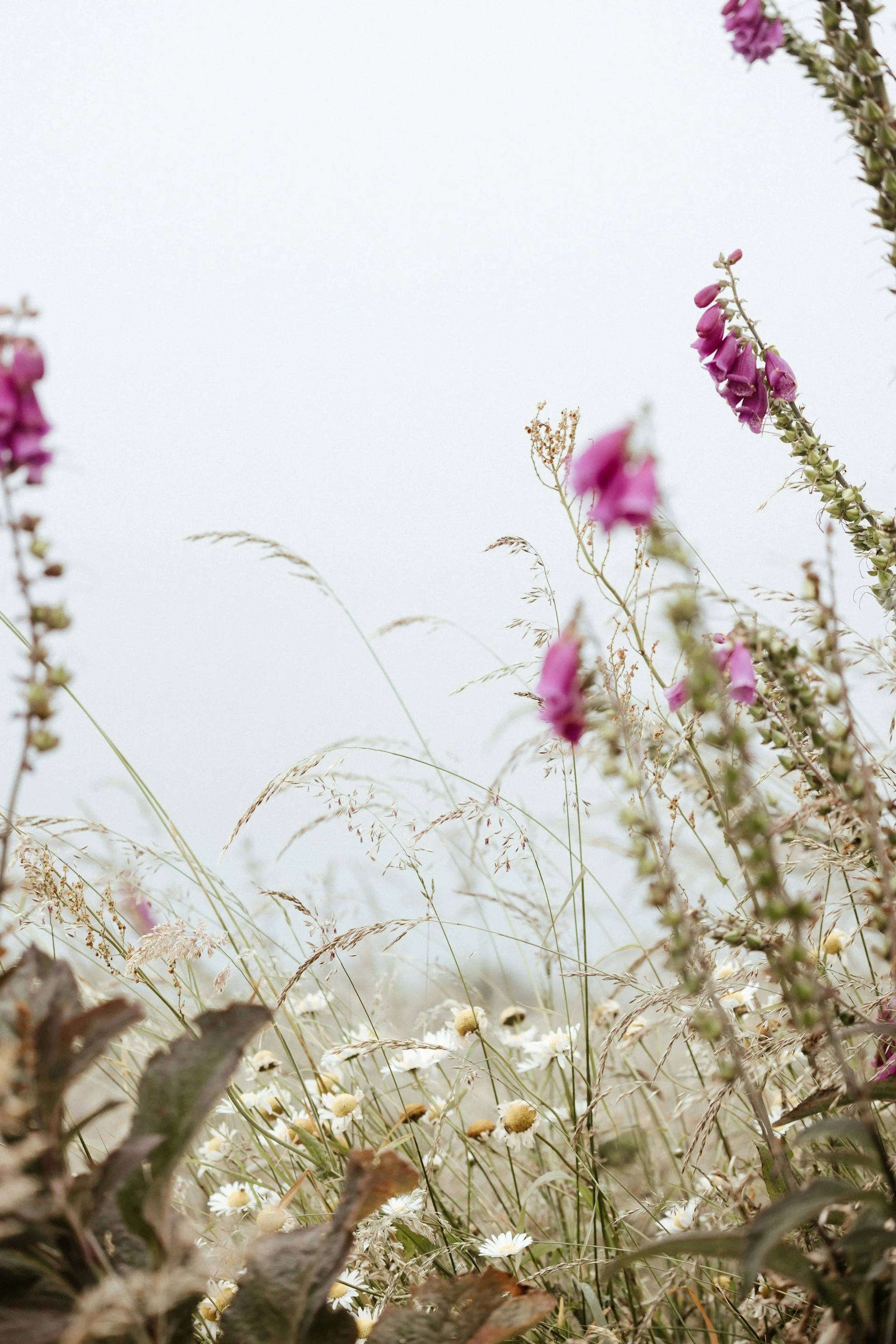 A landscape of wildflowers and grasses in muted tones with purple flowers on the right side and white daisies at the bottom.