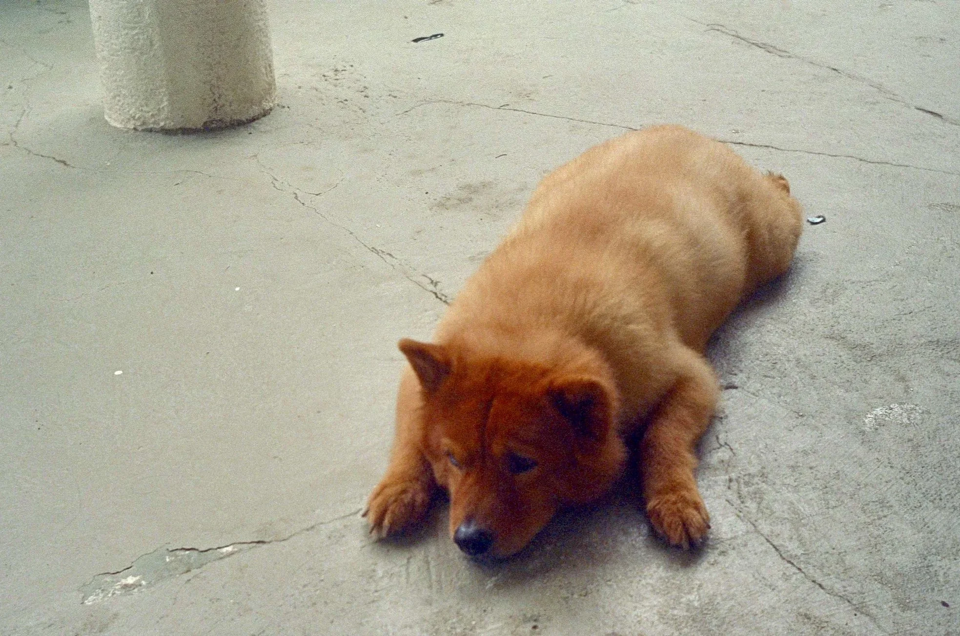 A small, tan dog lying on a cracked concrete floor, resting with its front paws extended forward and eyes partially closed.
