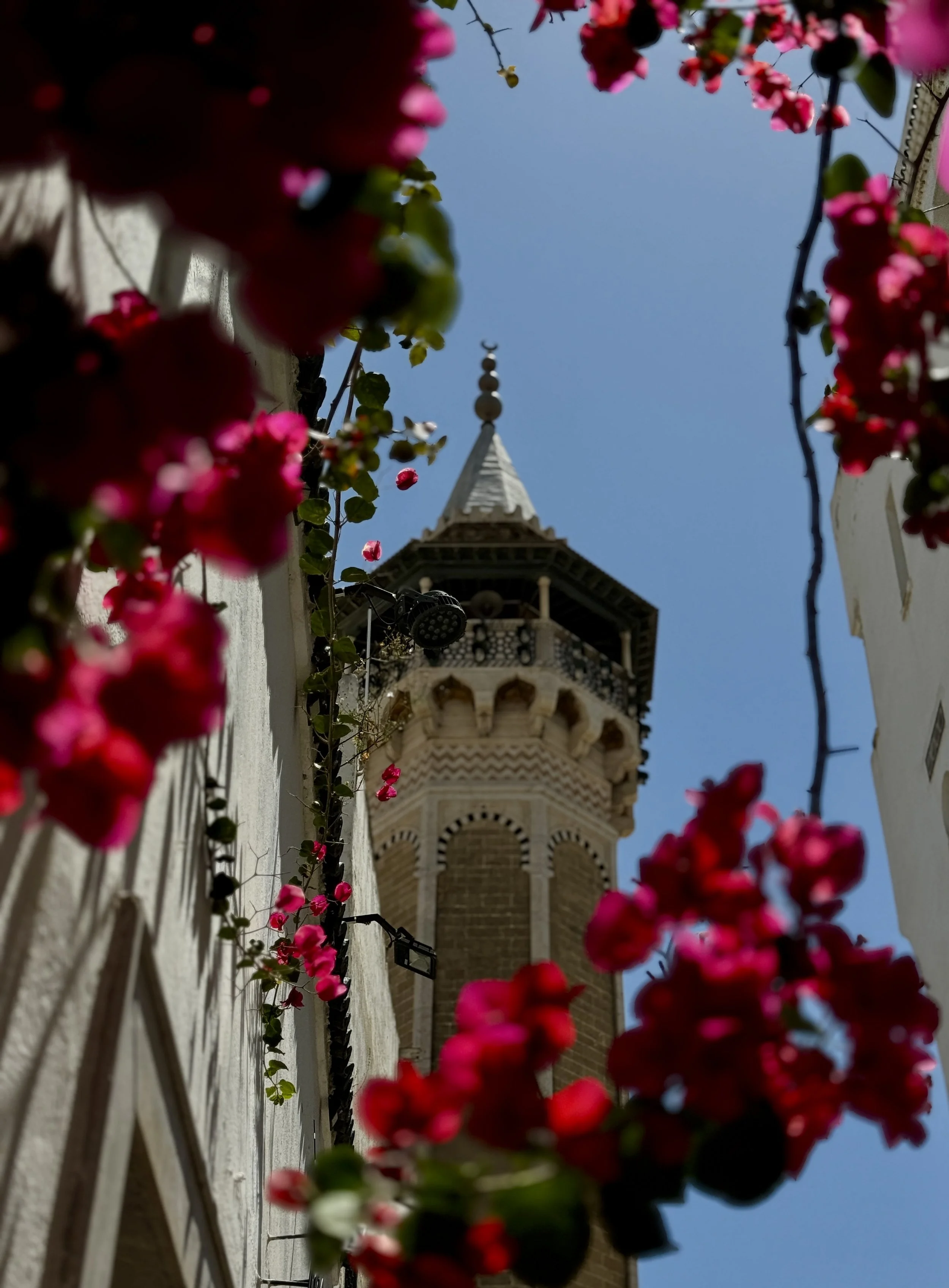 Pink flowers growing on a vine along a white wall, with a clock tower and a blue sky in the background.