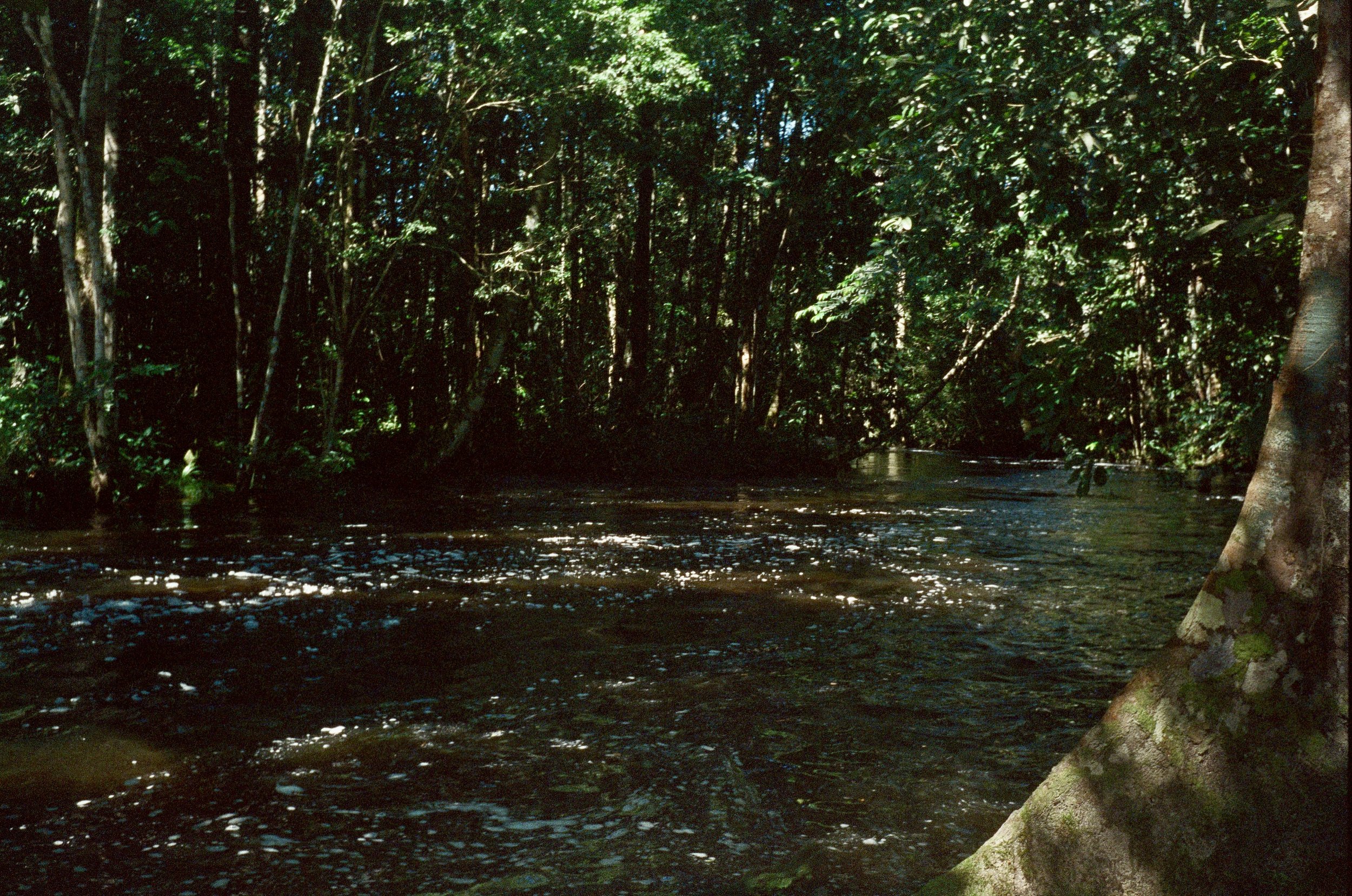 A view of a dense forest with tall trees and foliage, with sunlight filtering through the leaves onto a partially visible water body beneath.