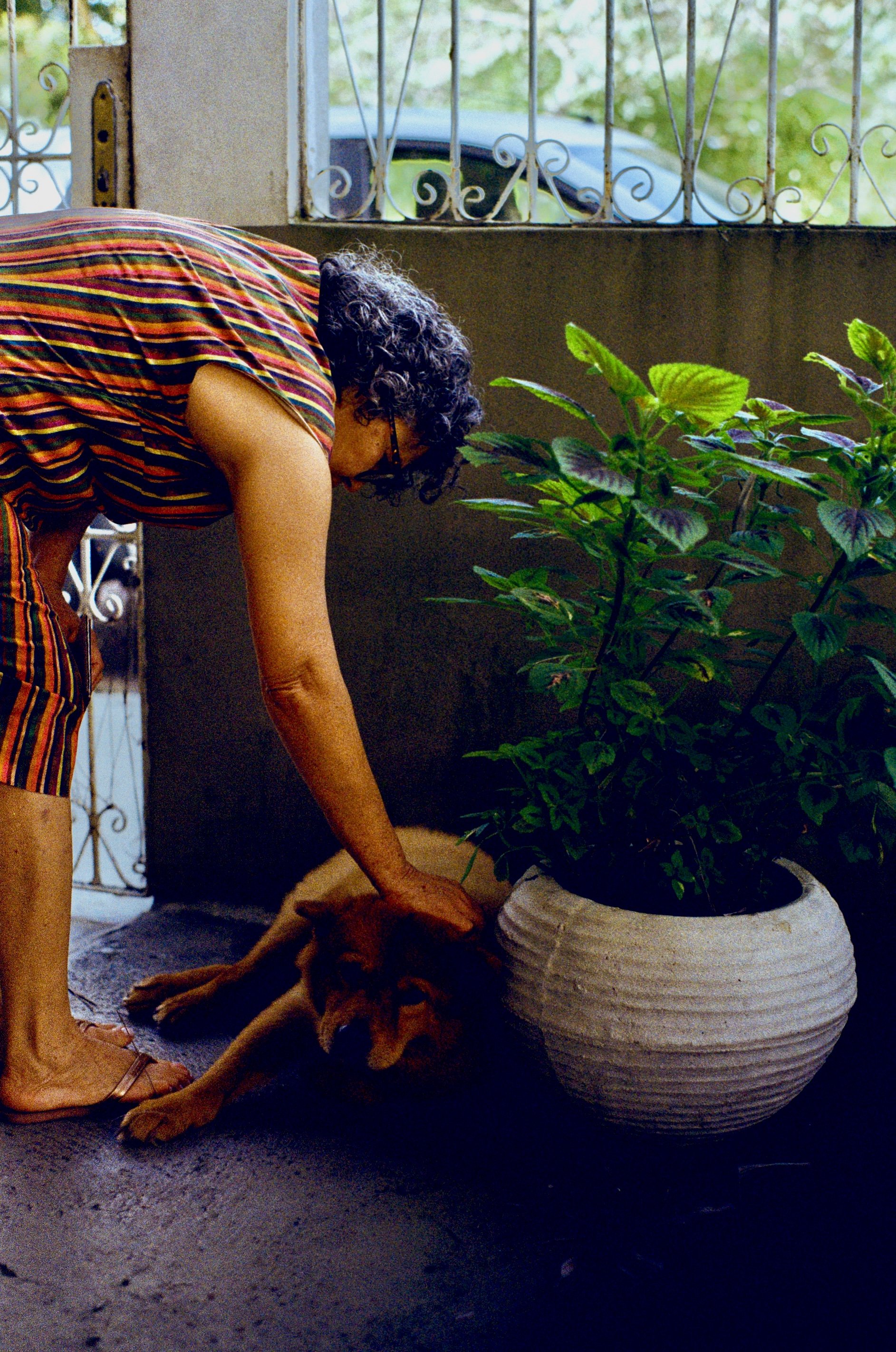 An elderly woman with curly hair and glasses bending over next to a large potted plant outside a house, petting a dog lying on the floor.