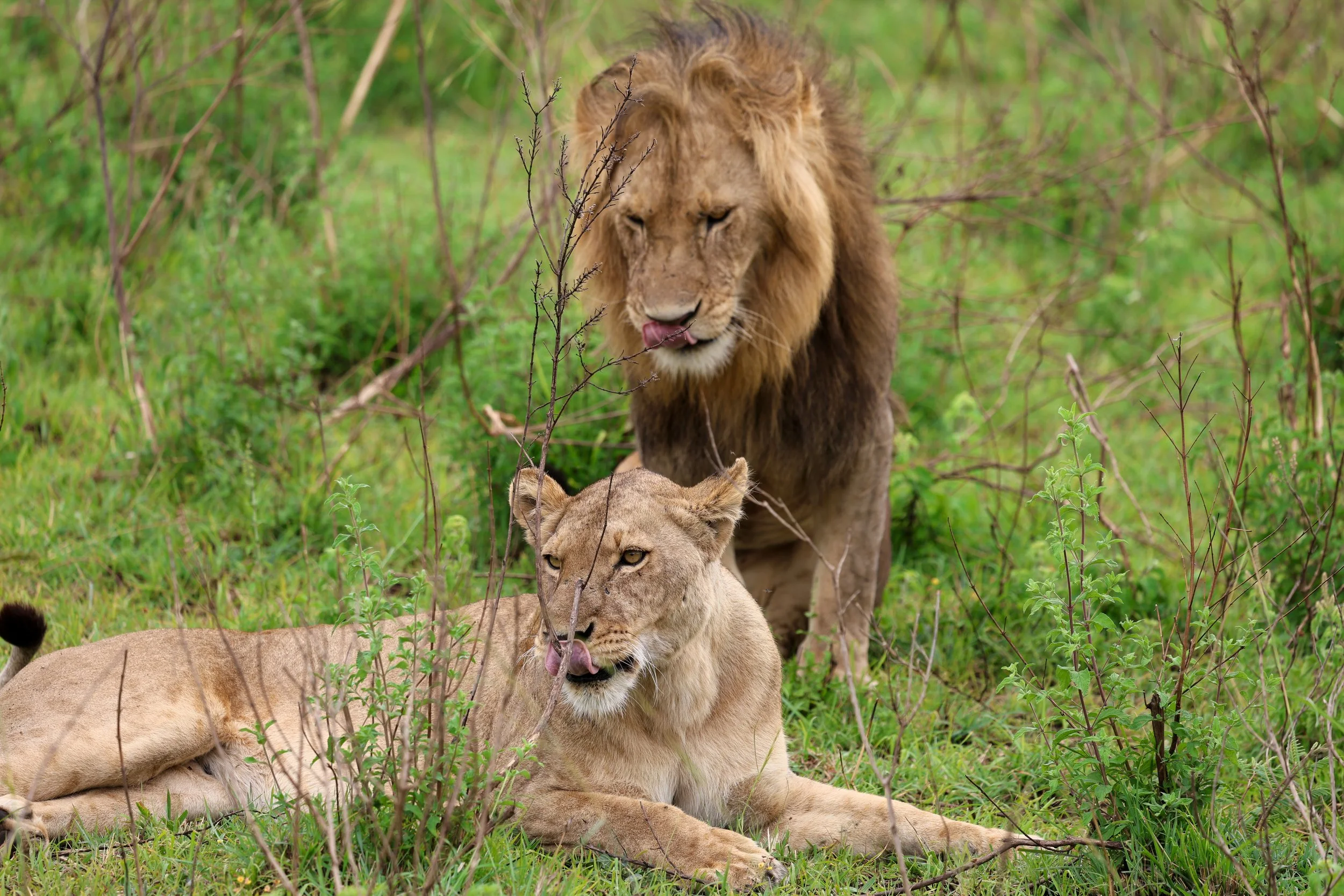 How We Used 900,000 Marriott Points for the Safari of a Lifetime at JW Marriott Masai Mara