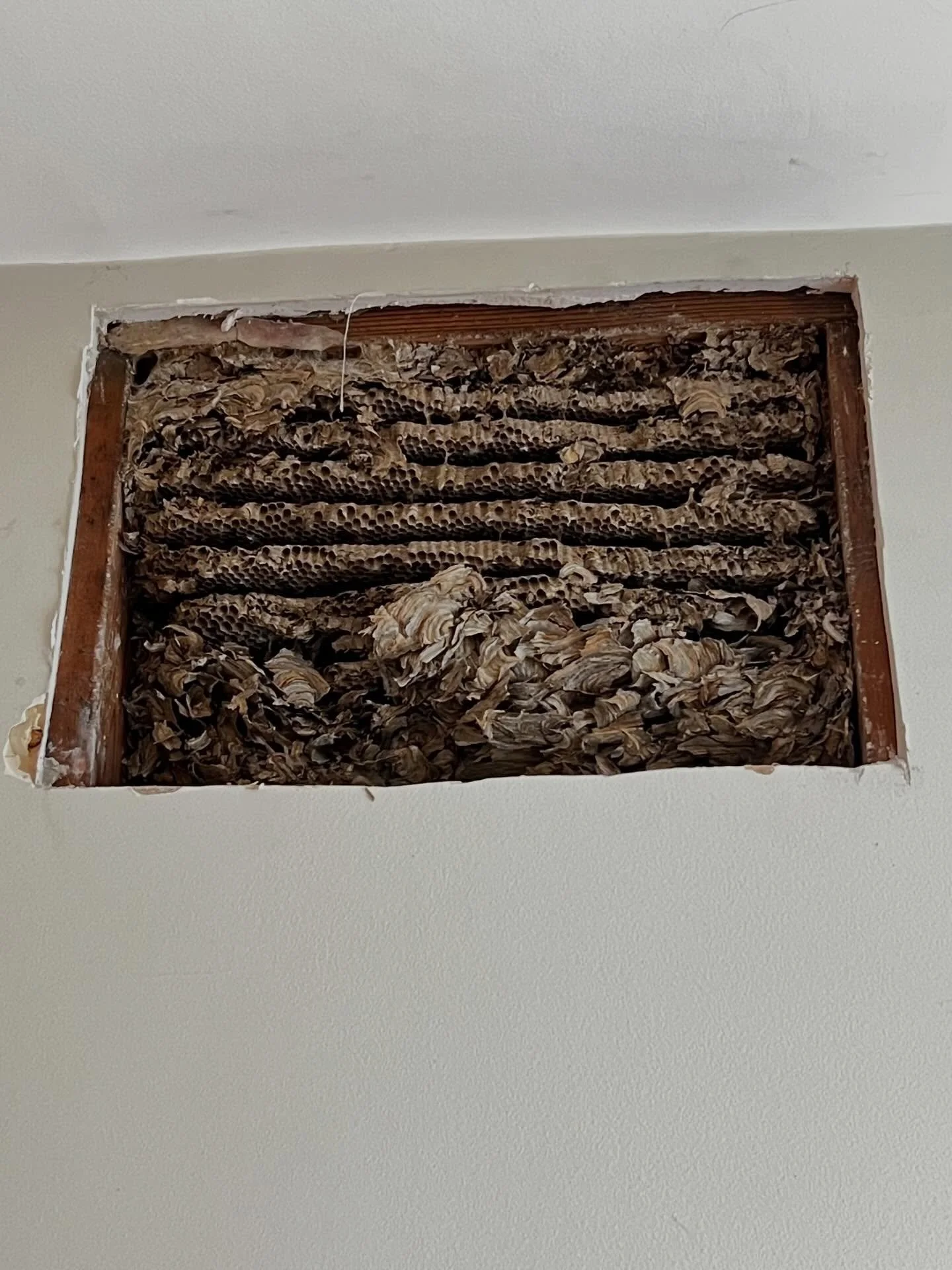 Opened the wall&hellip; and found THIS 😳🐝

What looked like a simple repair turned into a full hidden beehive removal. This is why proper inspections matter, you never know what&rsquo;s behind your walls.

We handled it safely, cleanly, and got the