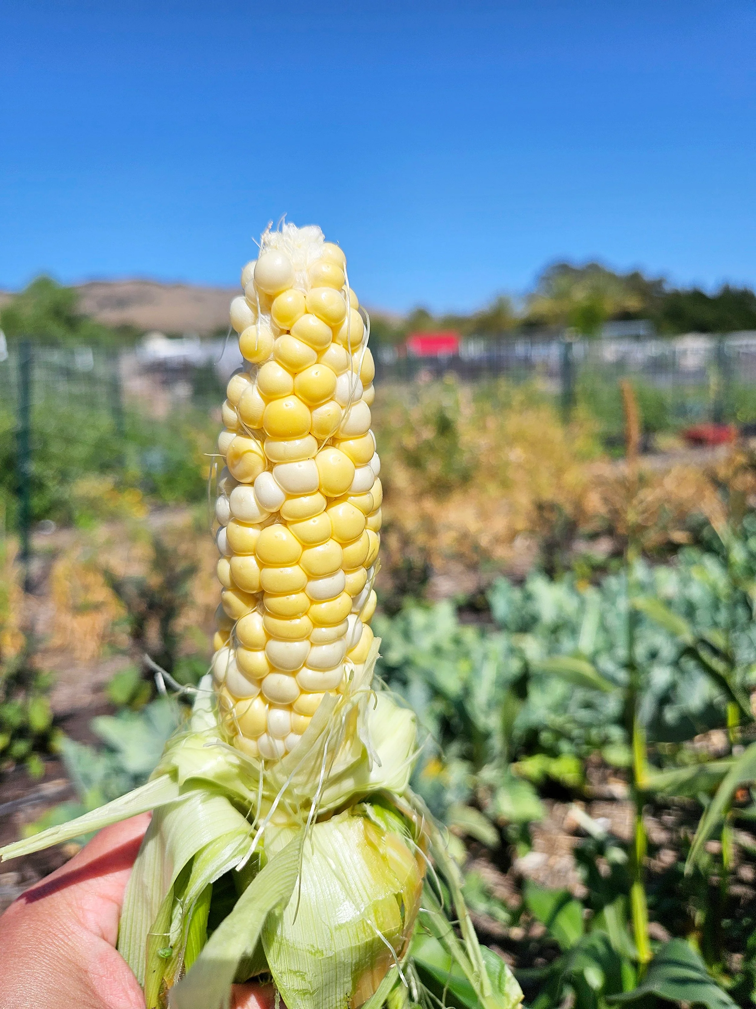 Farm to Your Table